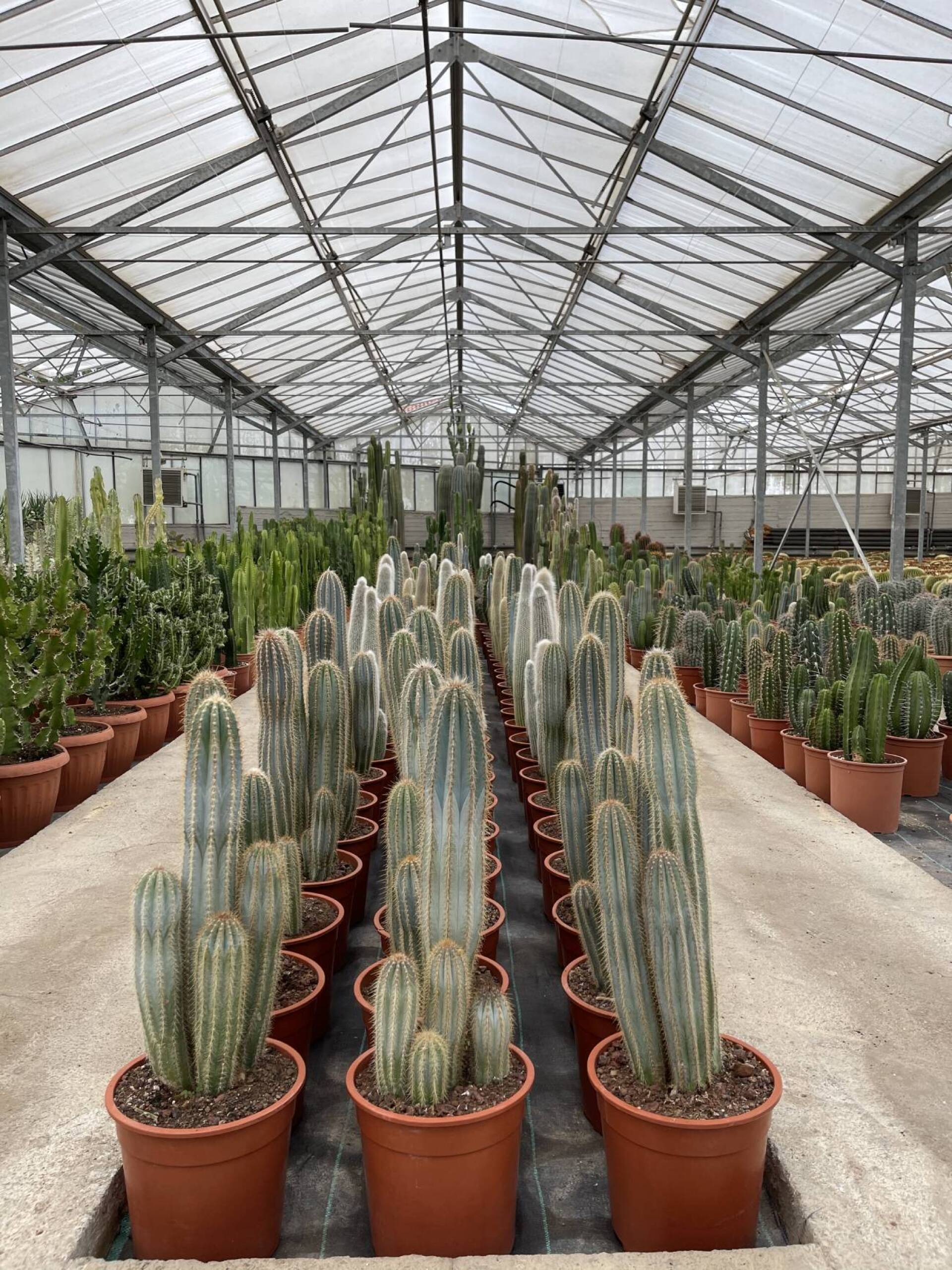 Φυτώριο κάκτων