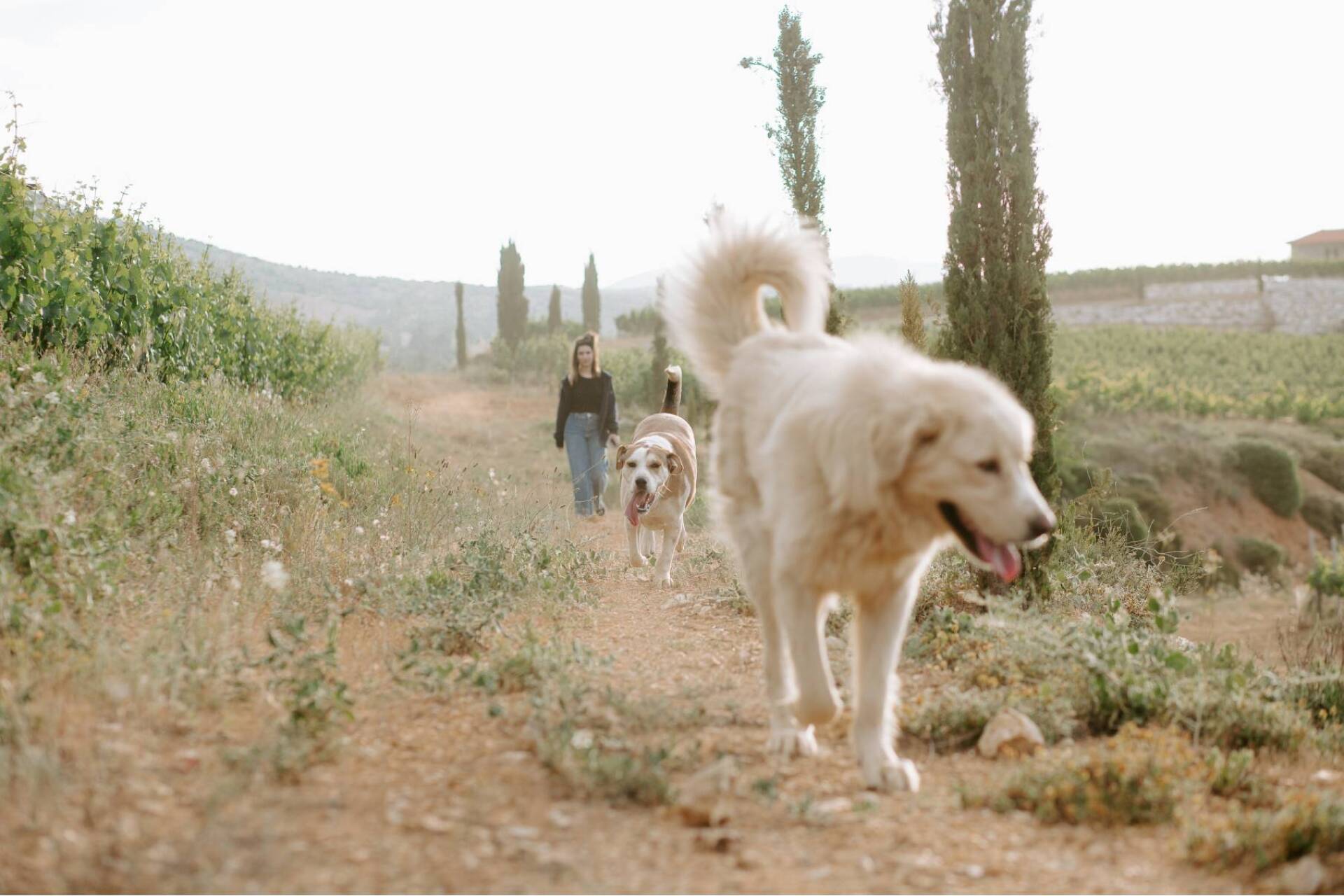 Τα αδέρφια Τσέλεπος