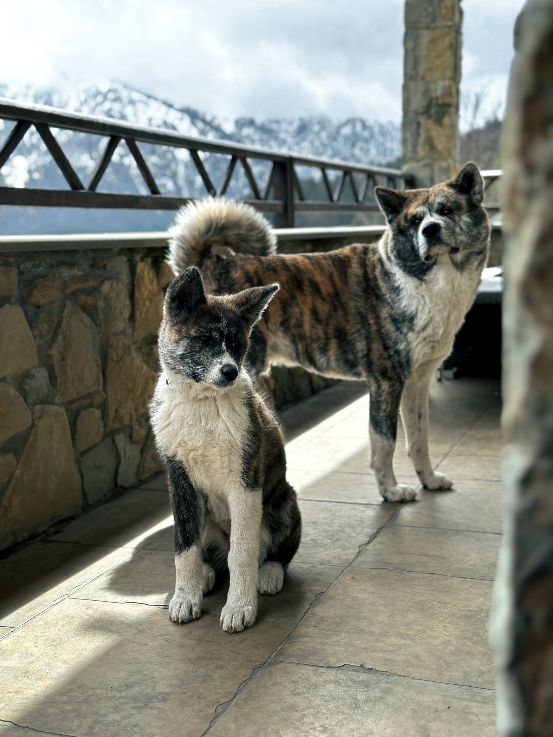 Σκυλιά Γερό Σμόλικας