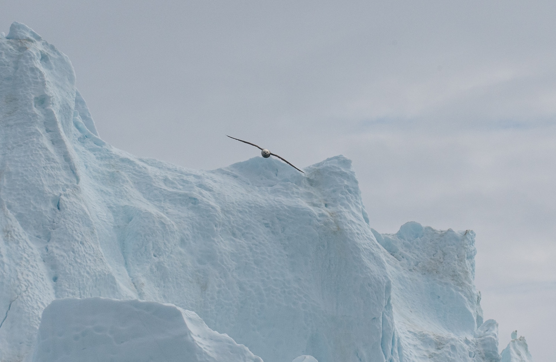 Γροιλανδία: Στη Χώρα των Πάγων με τον φακό του Δημήτρη Τριανταφυλλίδη