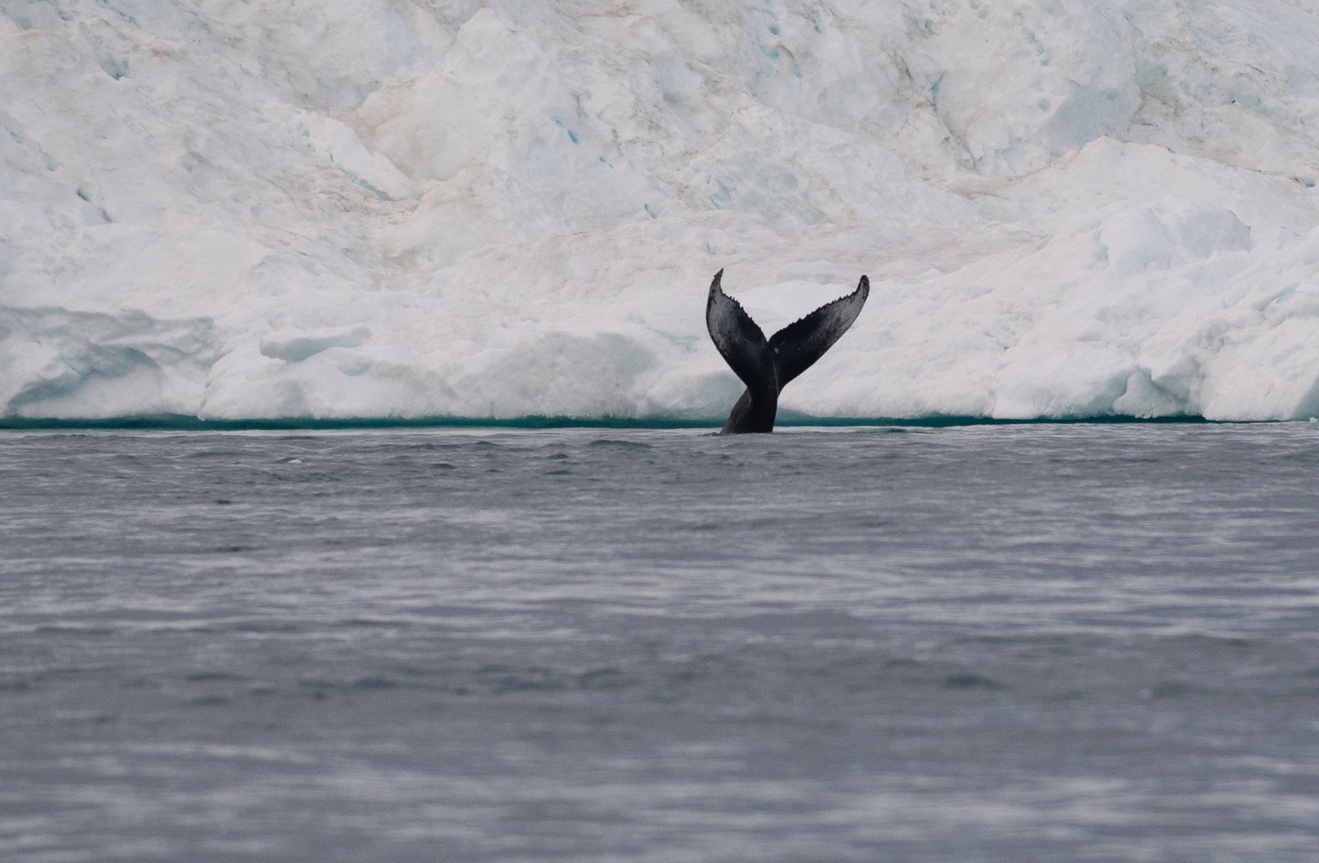 Γροιλανδία: Στη Χώρα των Πάγων με τον φακό του Δημήτρη Τριανταφυλλίδη