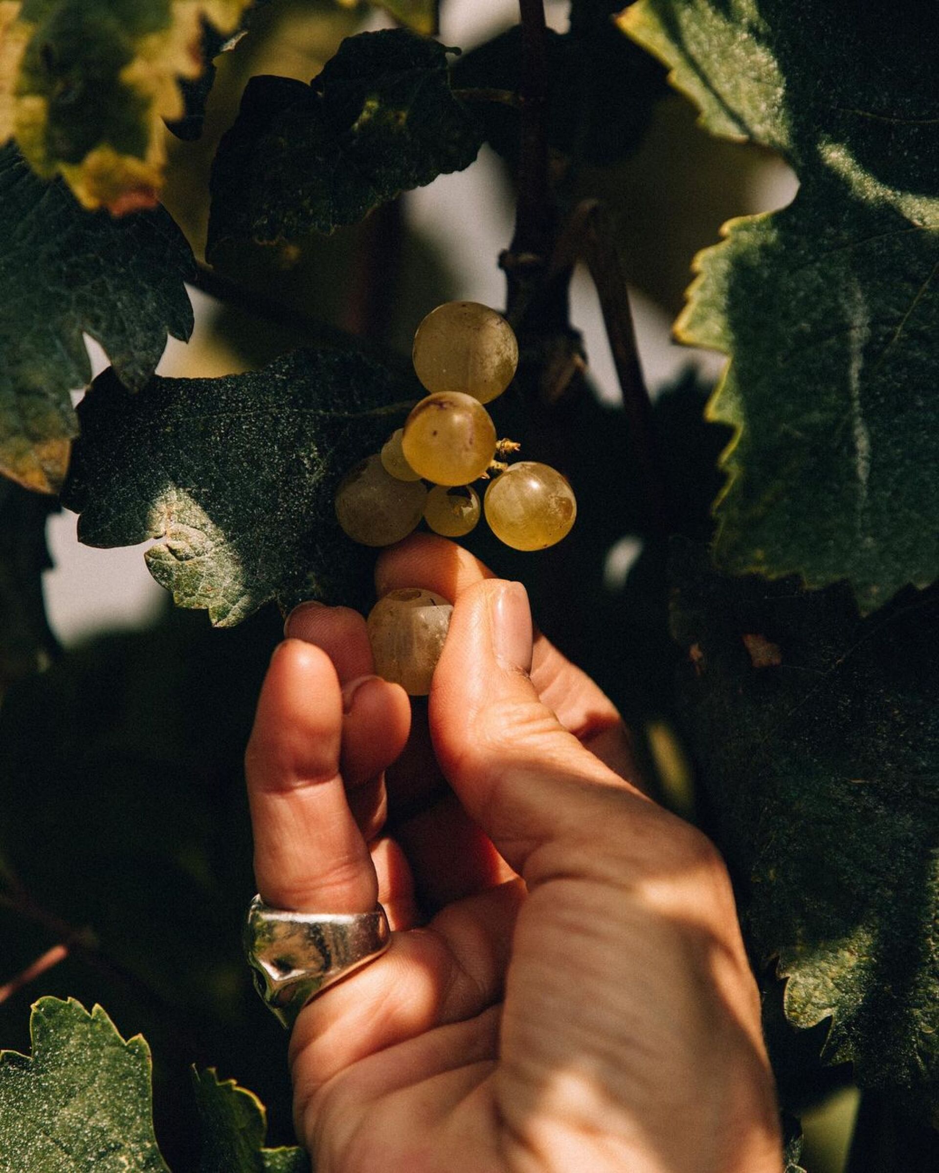 bluegr Hotels & Resorts