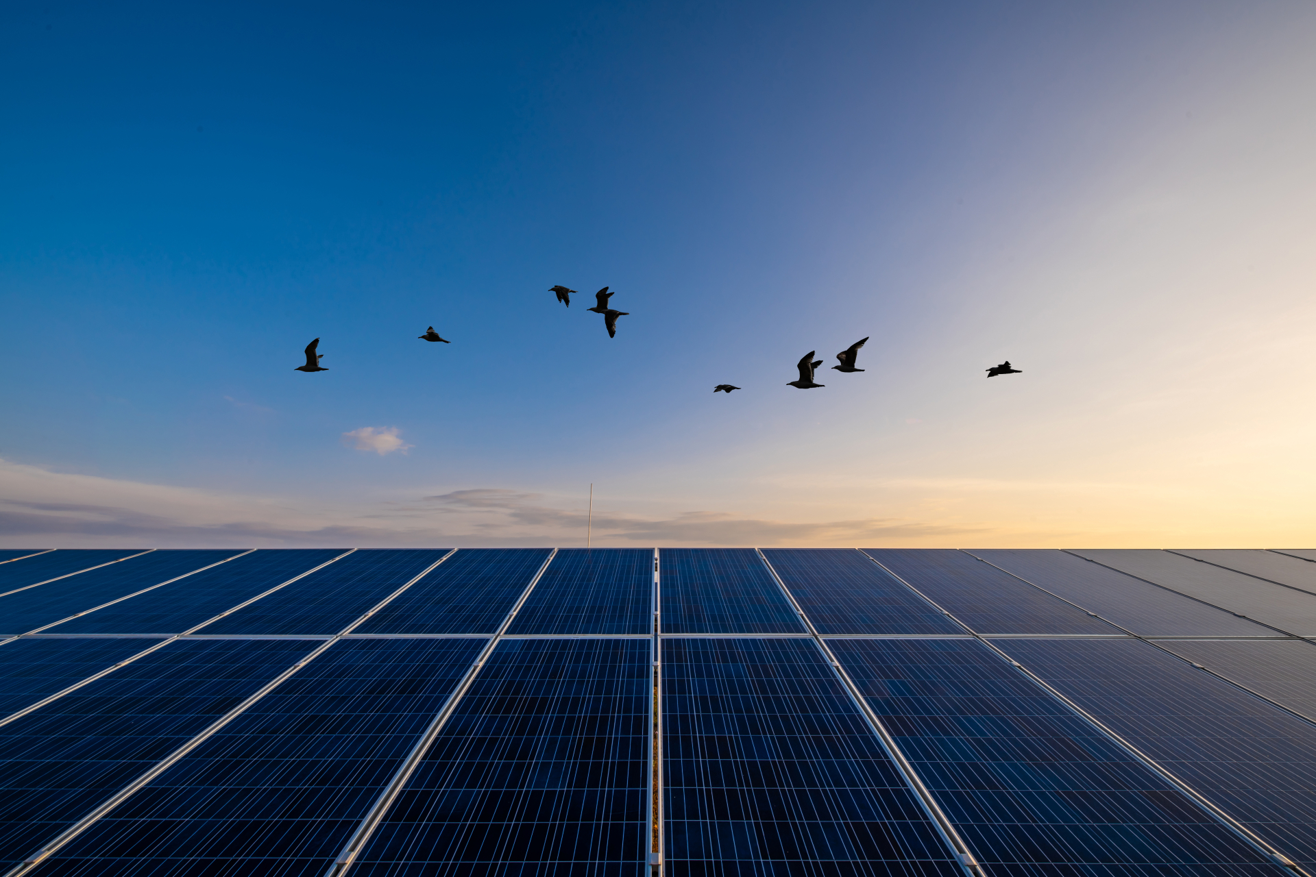 πουλιά και πάνελ 