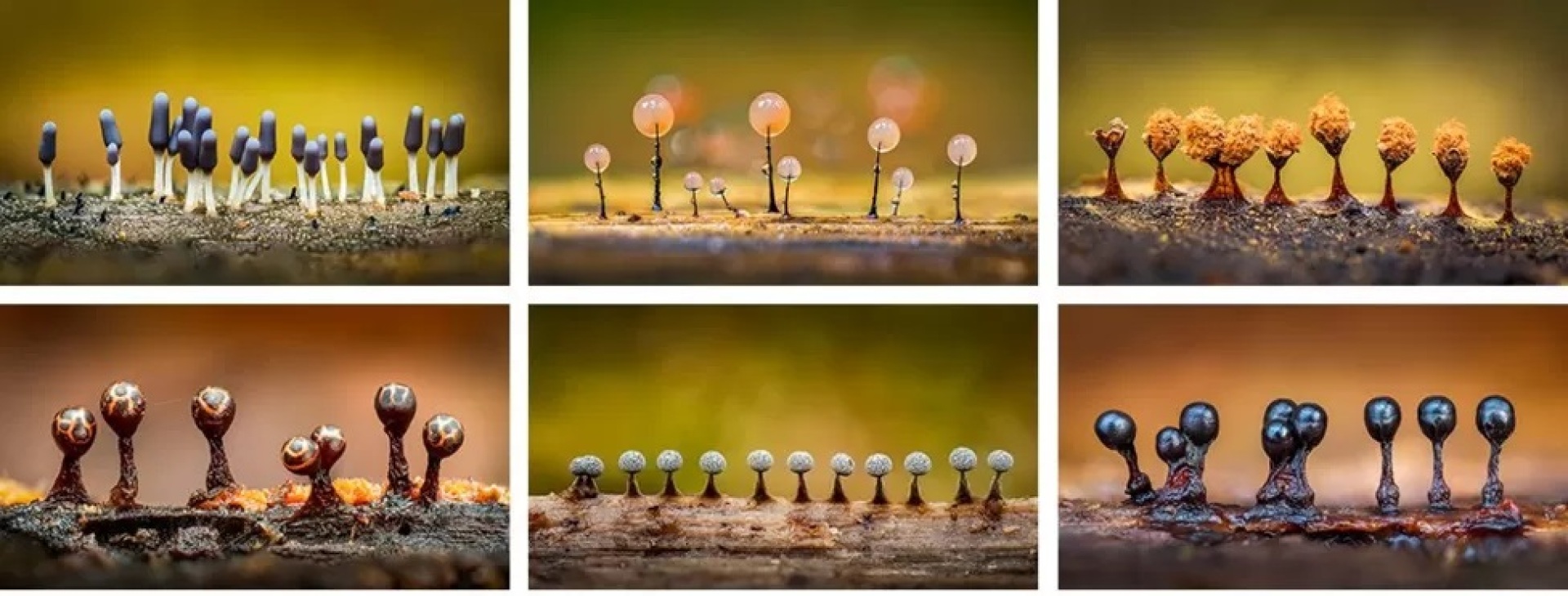 Garden Photographer of the Year 2023: Οι νικητές του διεθνούς διαγωνισμός φωτογραφίας κήπου, που διεξάγεται από το Royal Botanic Gardens του Λονδίνου.