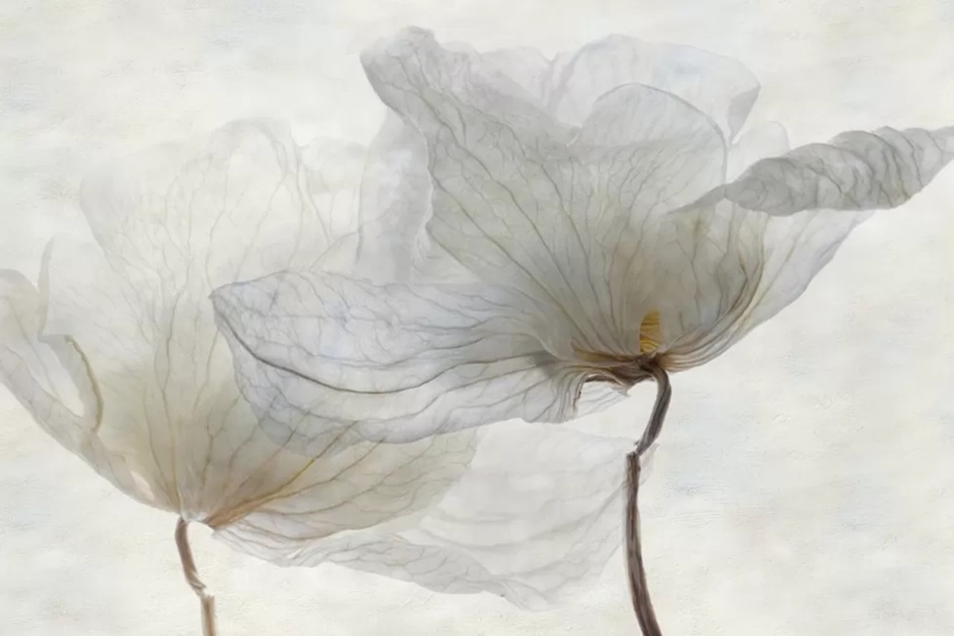 Garden Photographer of the Year 2023: Οι νικητές του διεθνούς διαγωνισμός φωτογραφίας κήπου, που διεξάγεται από το Royal Botanic Gardens του Λονδίνου.