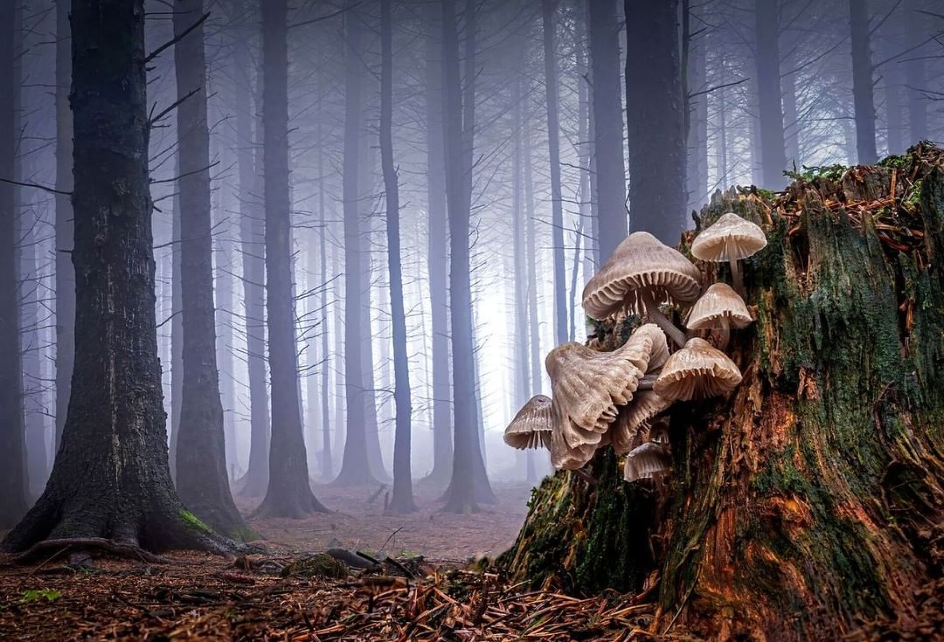 Garden Photographer of the Year 2023: Οι νικητές του διεθνούς διαγωνισμός φωτογραφίας κήπου, που διεξάγεται από το Royal Botanic Gardens του Λονδίνου.