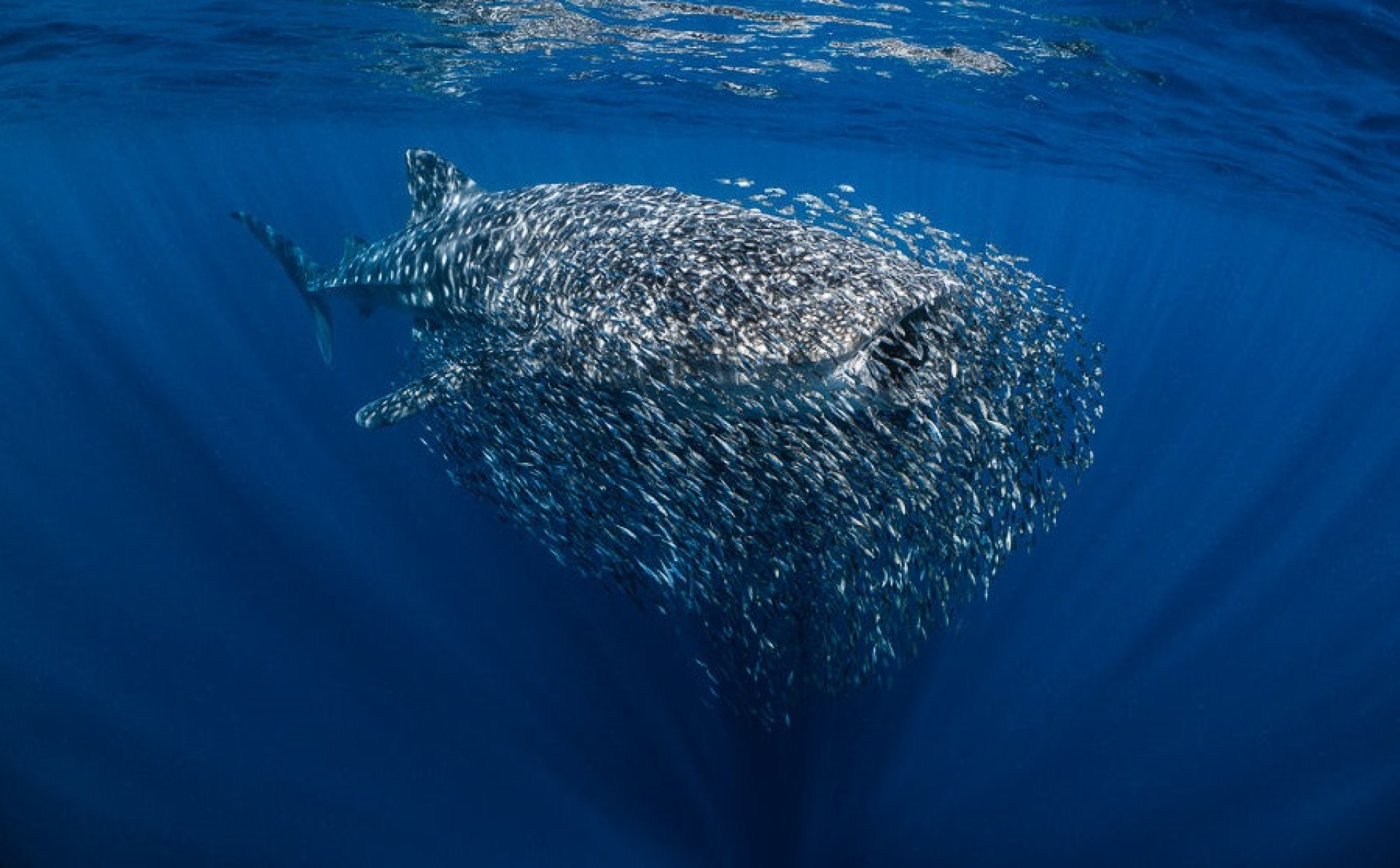 Underwater Photographer of the Year 2023: Ανακοινώθηκαν τα αποτελέσματα του διαγωνισμού φωτογραφίας - Το υπέροχο portfolio των ωκεανών.