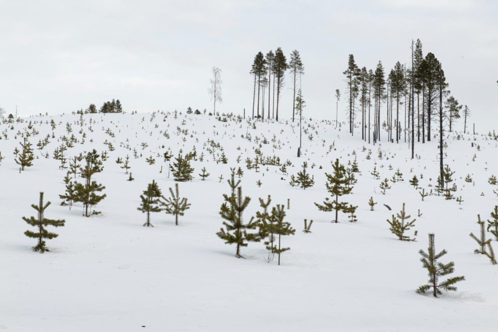 Ο Αρκτικός Κύκλος μέσα από τη φωτογραφική ματιά του Δημήτρη Τριανταφυλλίδη