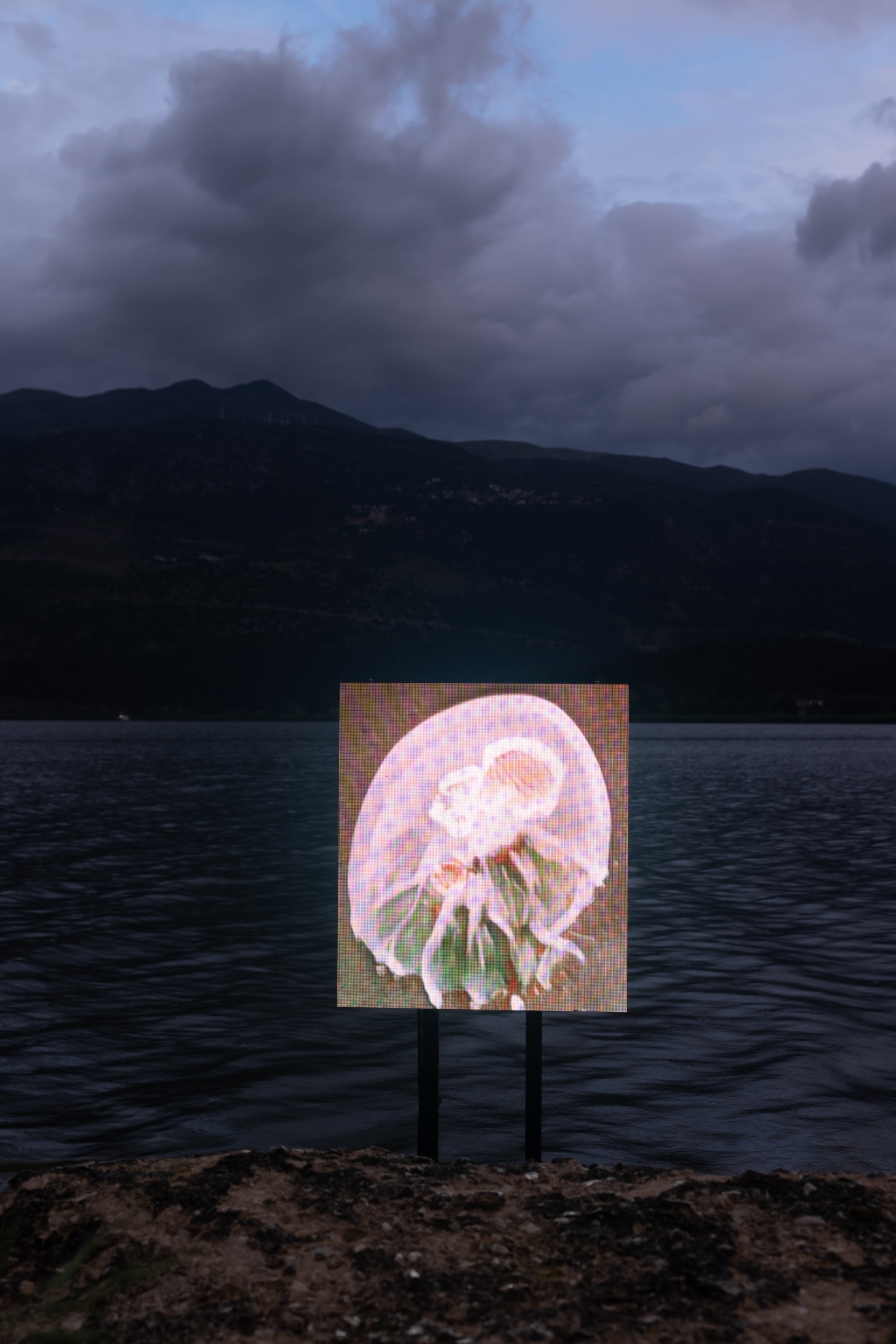 Entangled Others, Encounters With Aquatic Chimeras