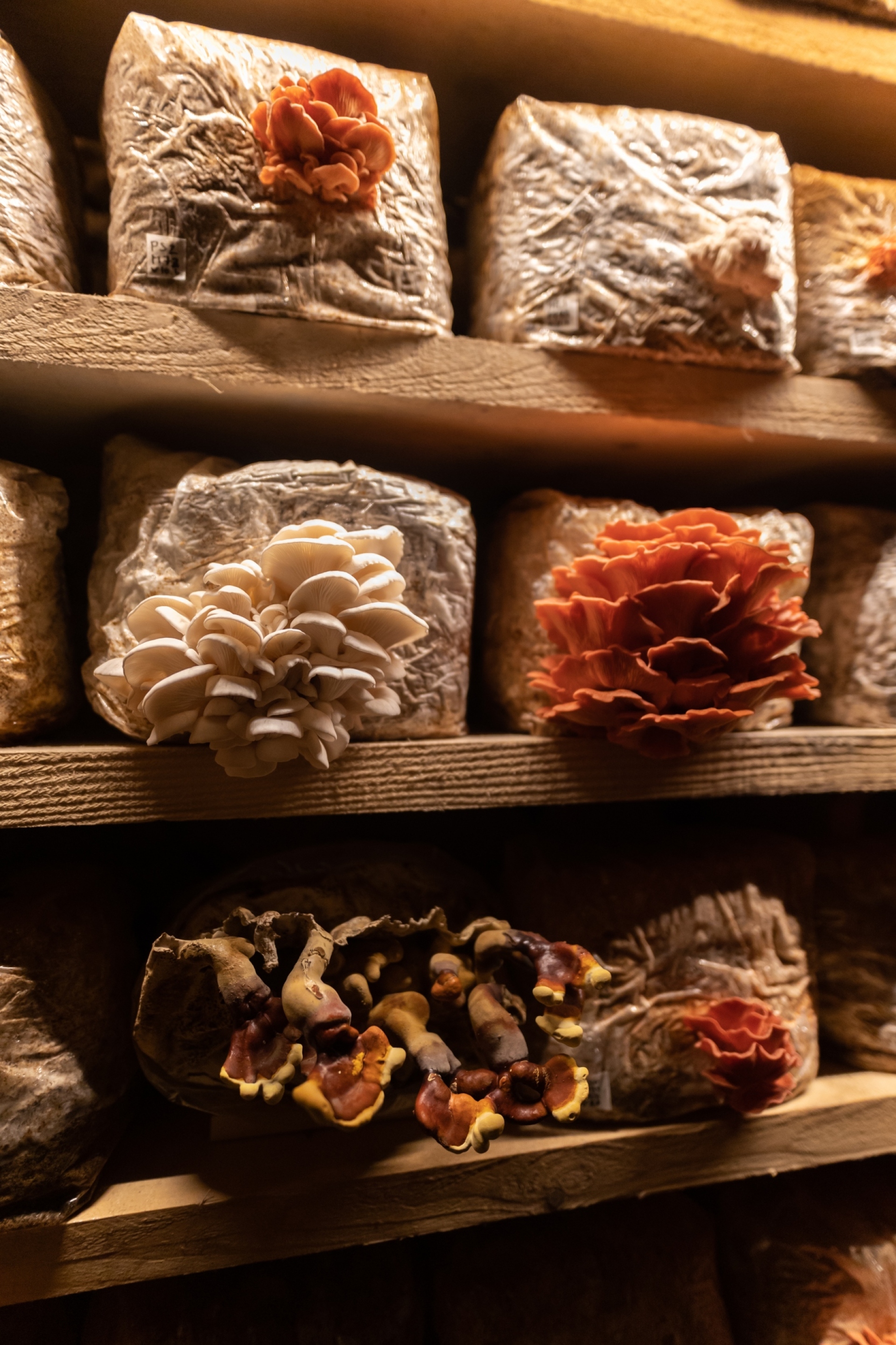 Matthias Fritsch, Mycelium network