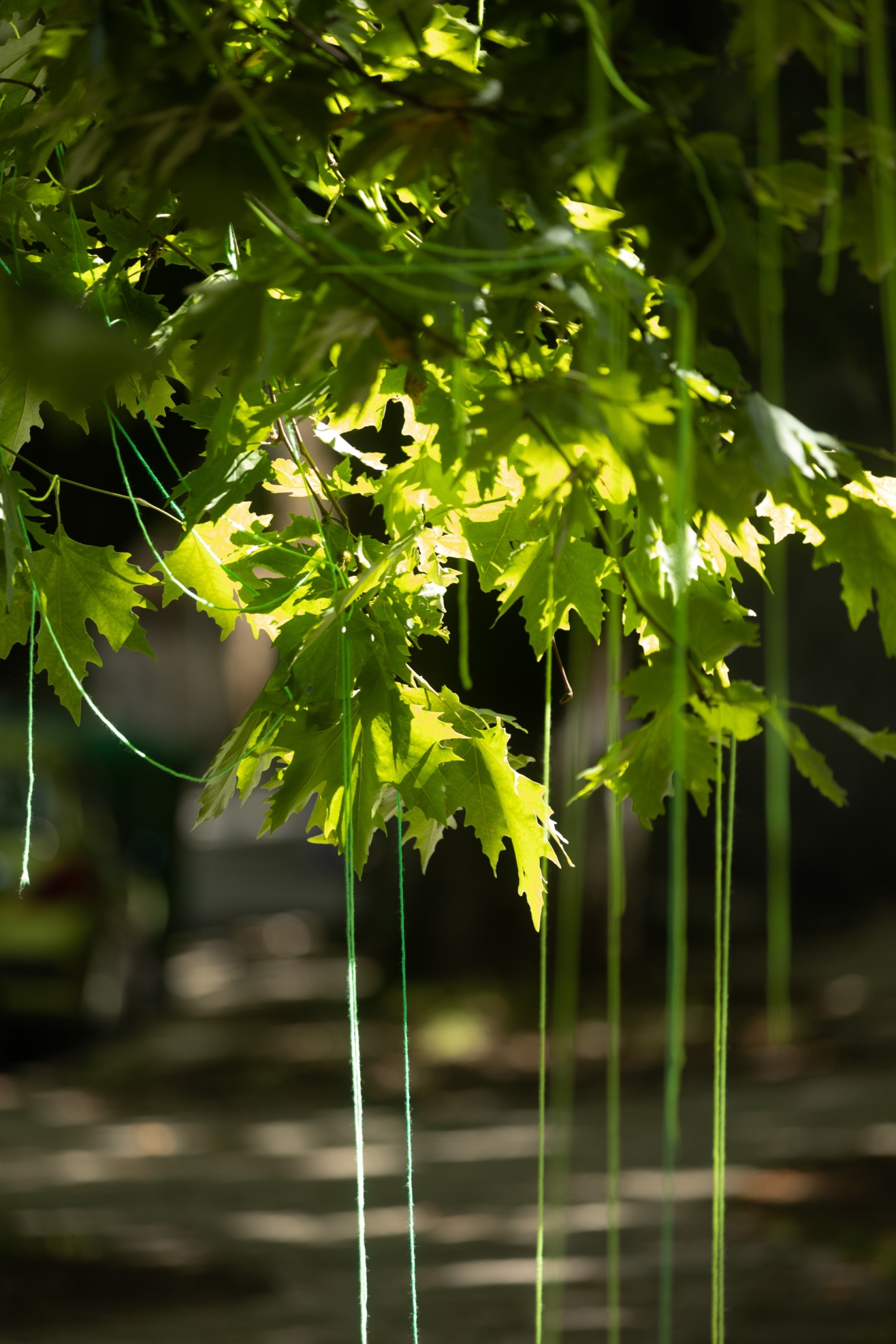 Πλατάνια πλάι στη λίμνη στα Γιάννενα