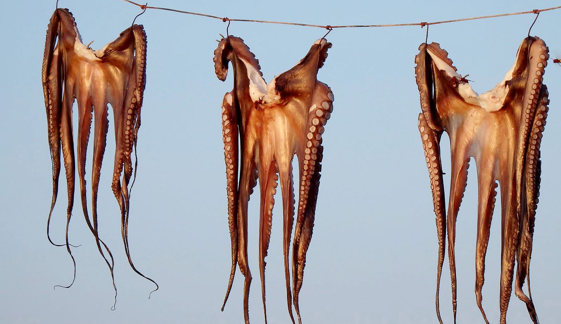 Λιαστό χταπόδι