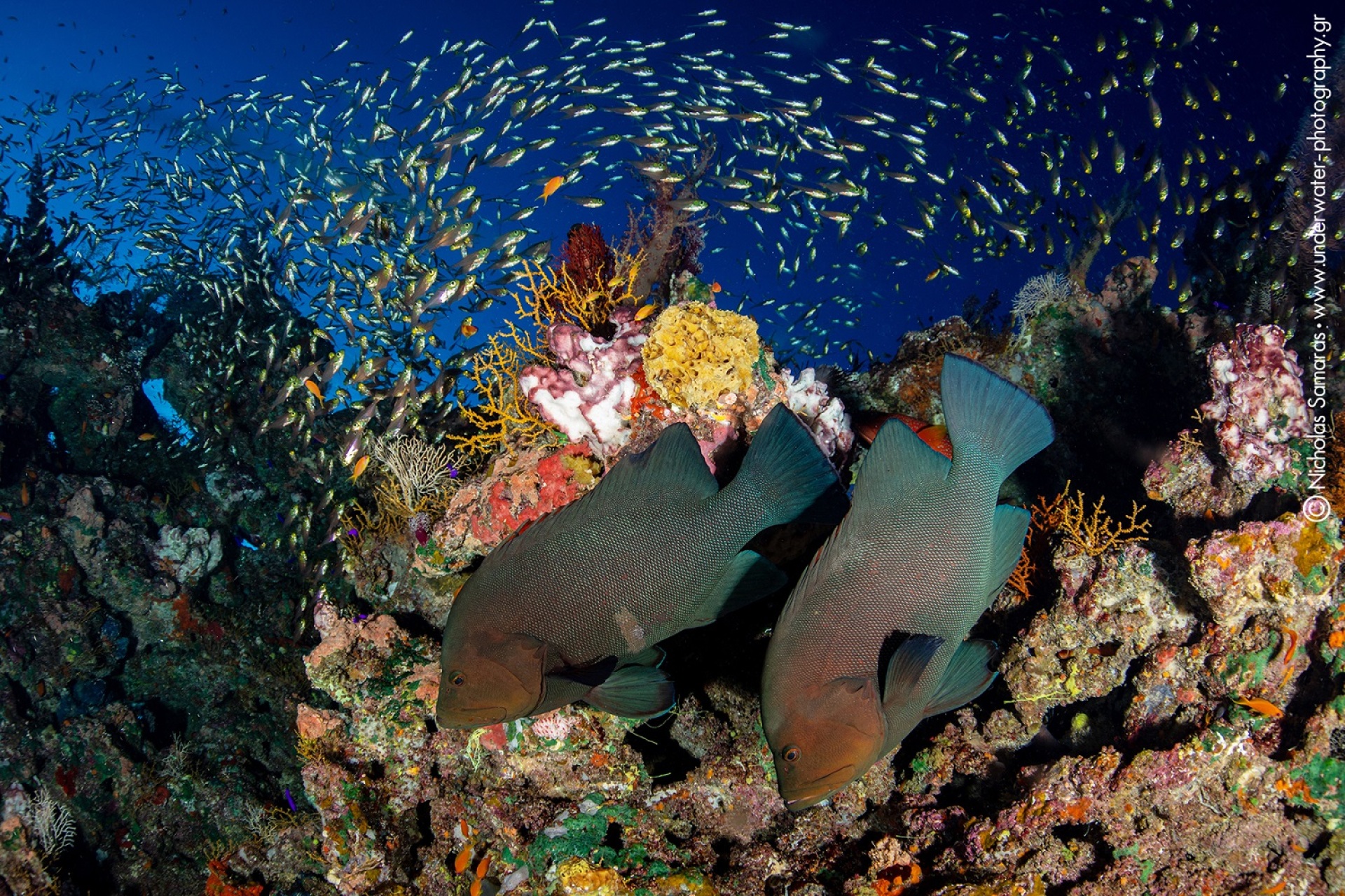 Υποβρύχια φωτογραφία του Νικόλα Σαμαρά. 