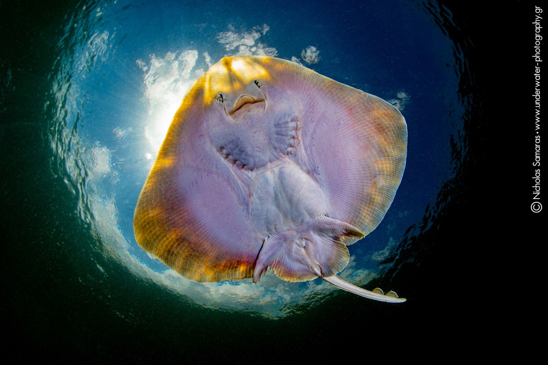 Υποβρύχια φωτογραφία του Νικόλα Σαμαρά.