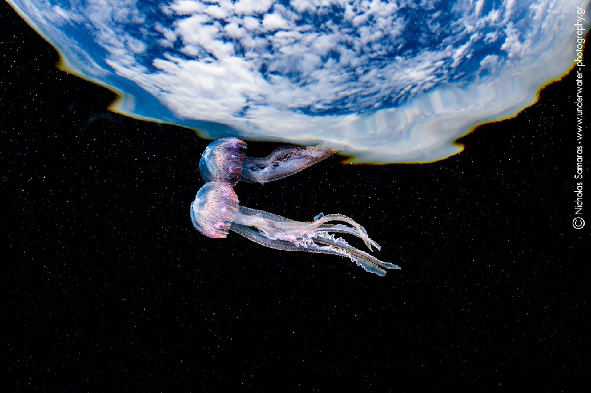 Υποβρύχια φωτογραφία του Νικόλα Σαμαρά. 