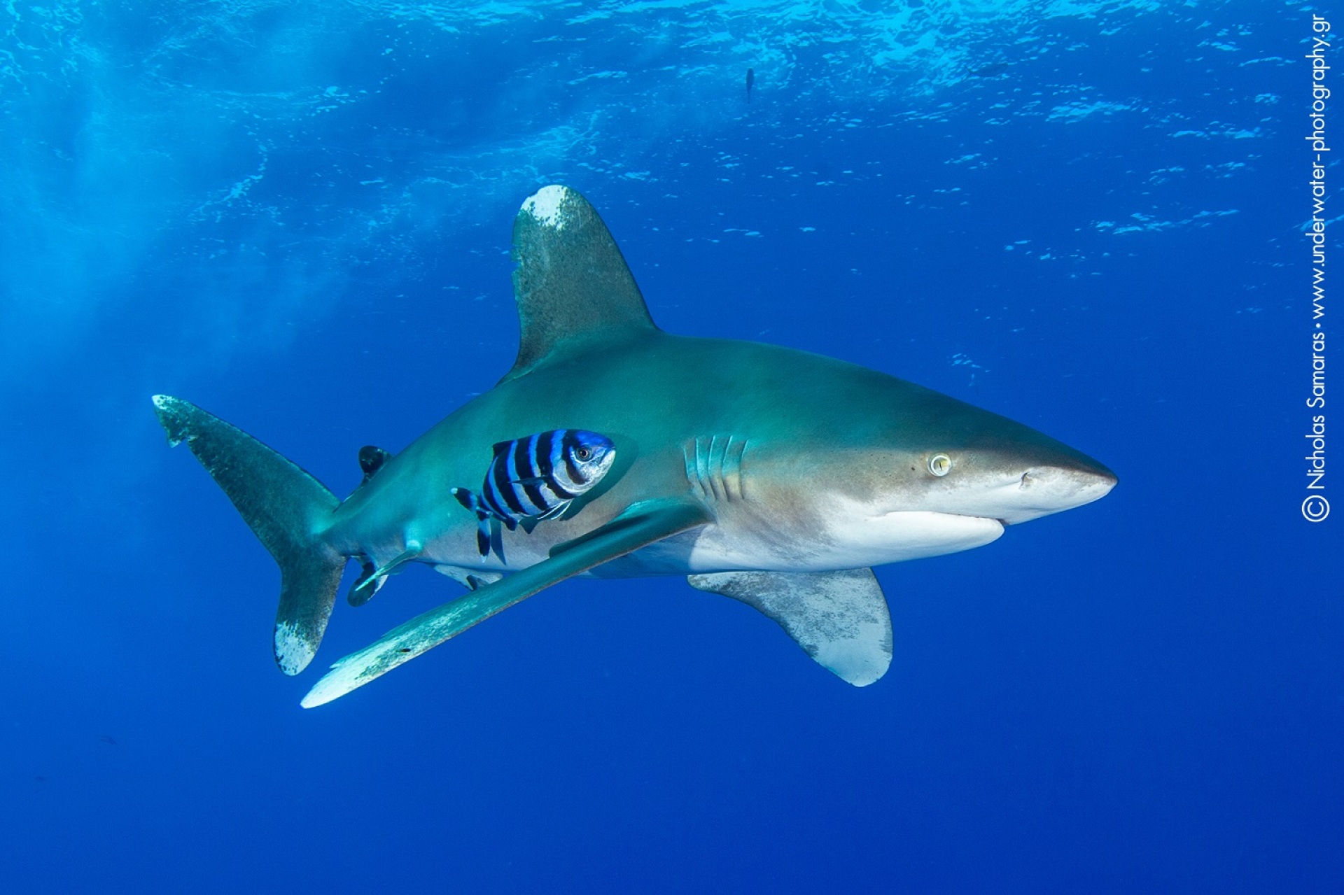 Υποβρύχια φωτογραφία του Νικόλα Σαμαρά. 