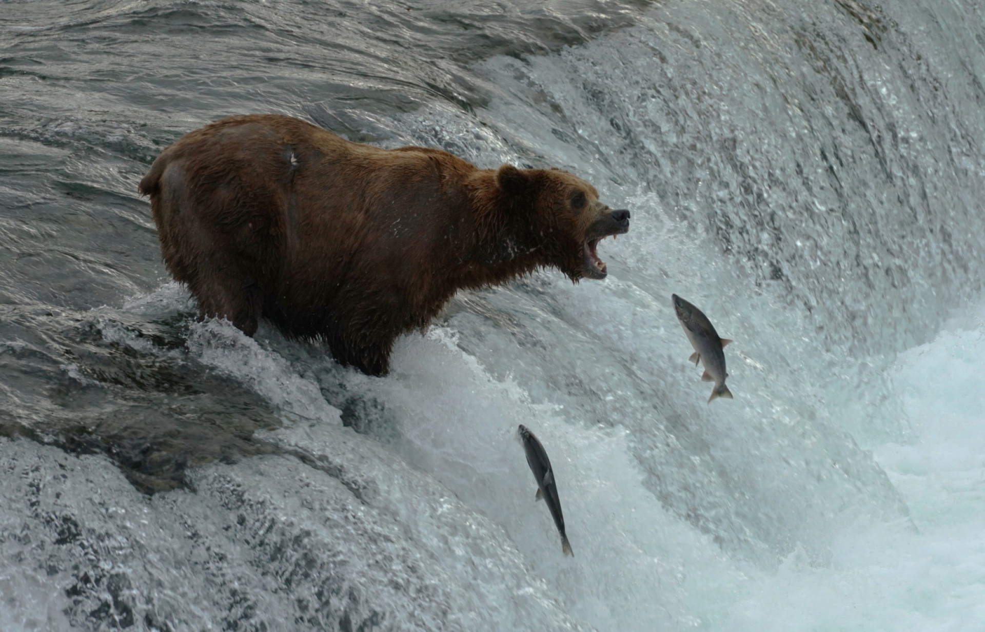 Κατμάι: Το παρθένο βασίλειο της «παχιάς αρκούδας»  