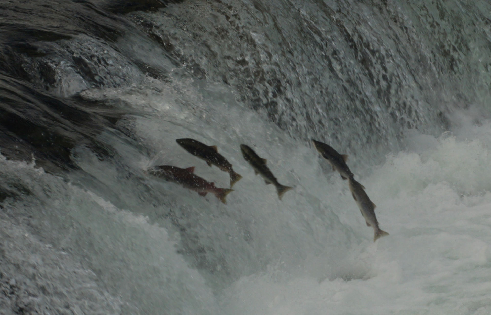 Κατμάι: Το παρθένο βασίλειο της «παχιάς αρκούδας»  