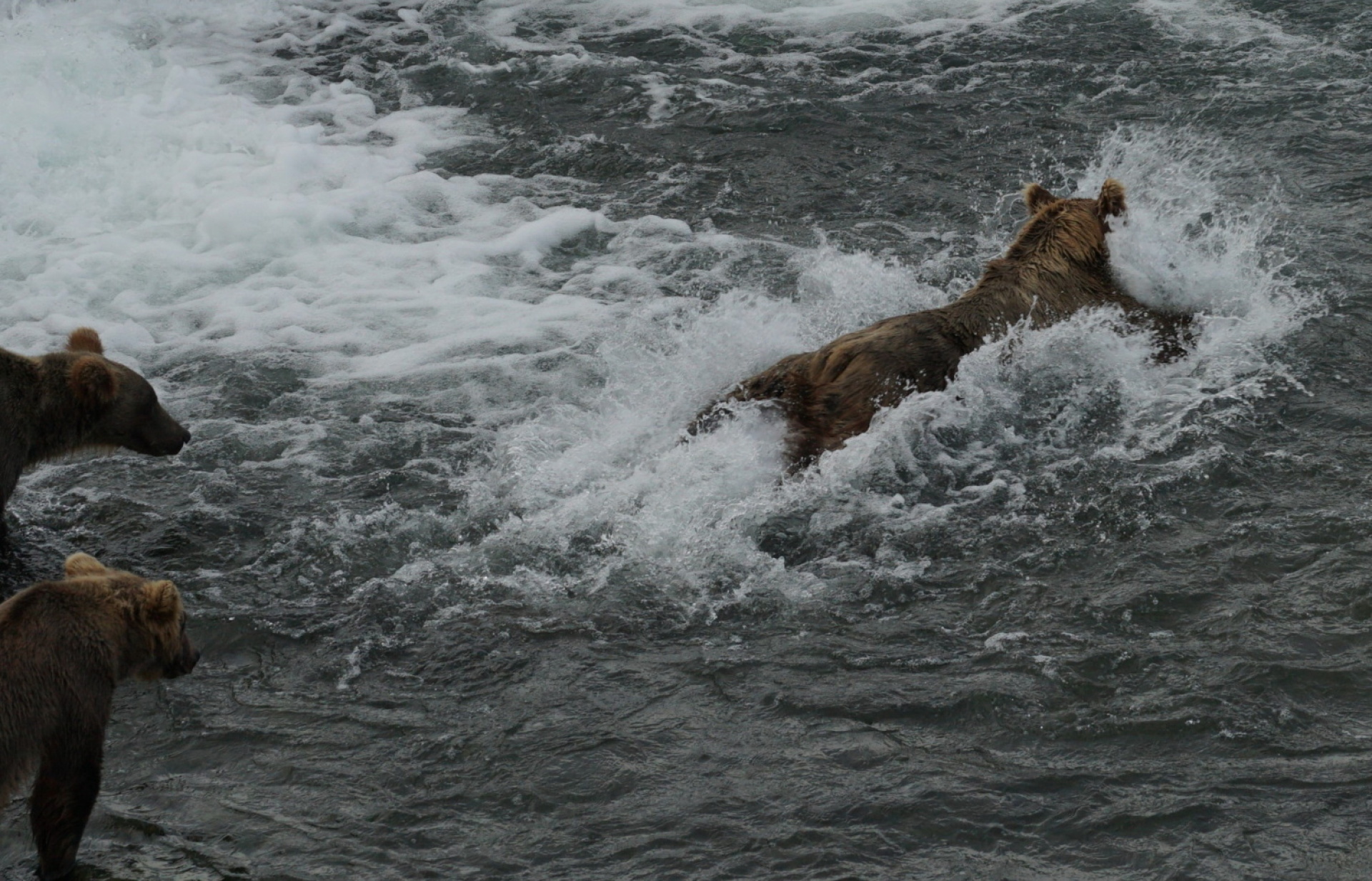 Κατμάι: Το παρθένο βασίλειο της «παχιάς αρκούδας»  