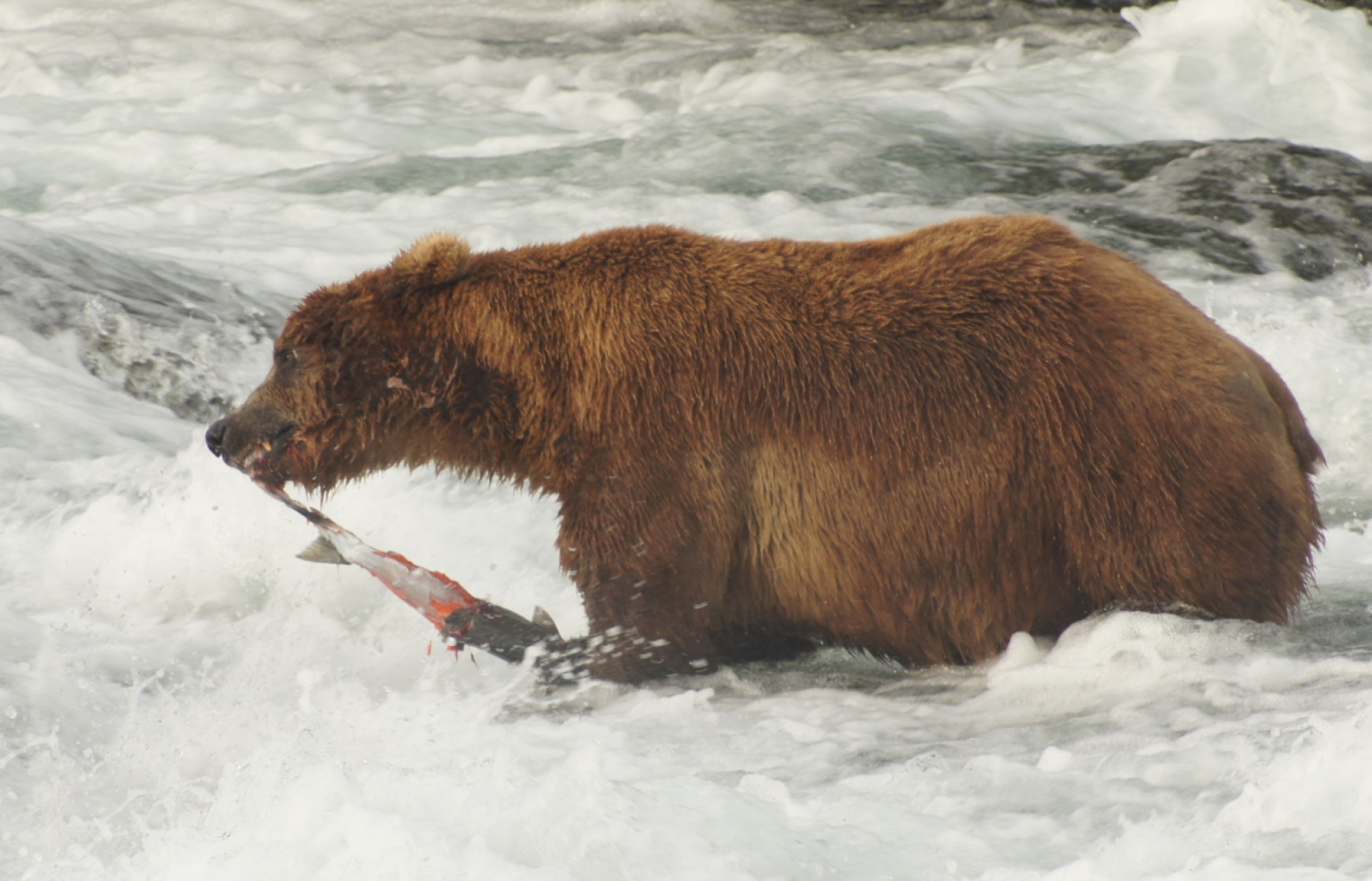 Κατμάι: Το παρθένο βασίλειο της «παχιάς αρκούδας»  