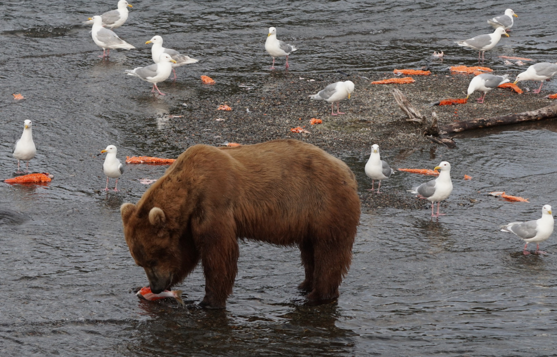 Κατμάι: Το παρθένο βασίλειο της «παχιάς αρκούδας»  