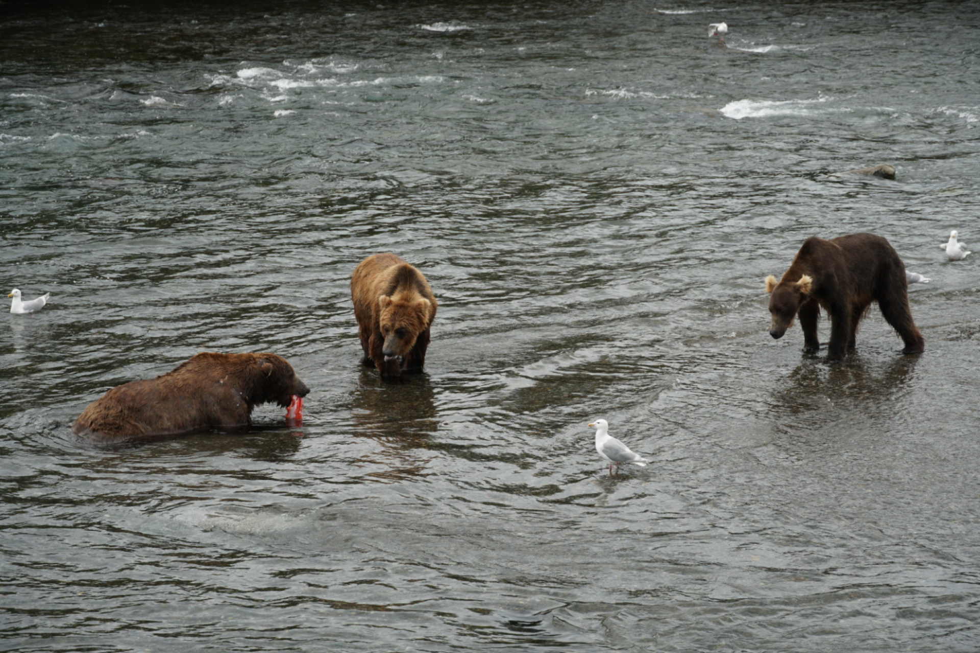 Κατμάι: Το παρθένο βασίλειο της «παχιάς αρκούδας»  