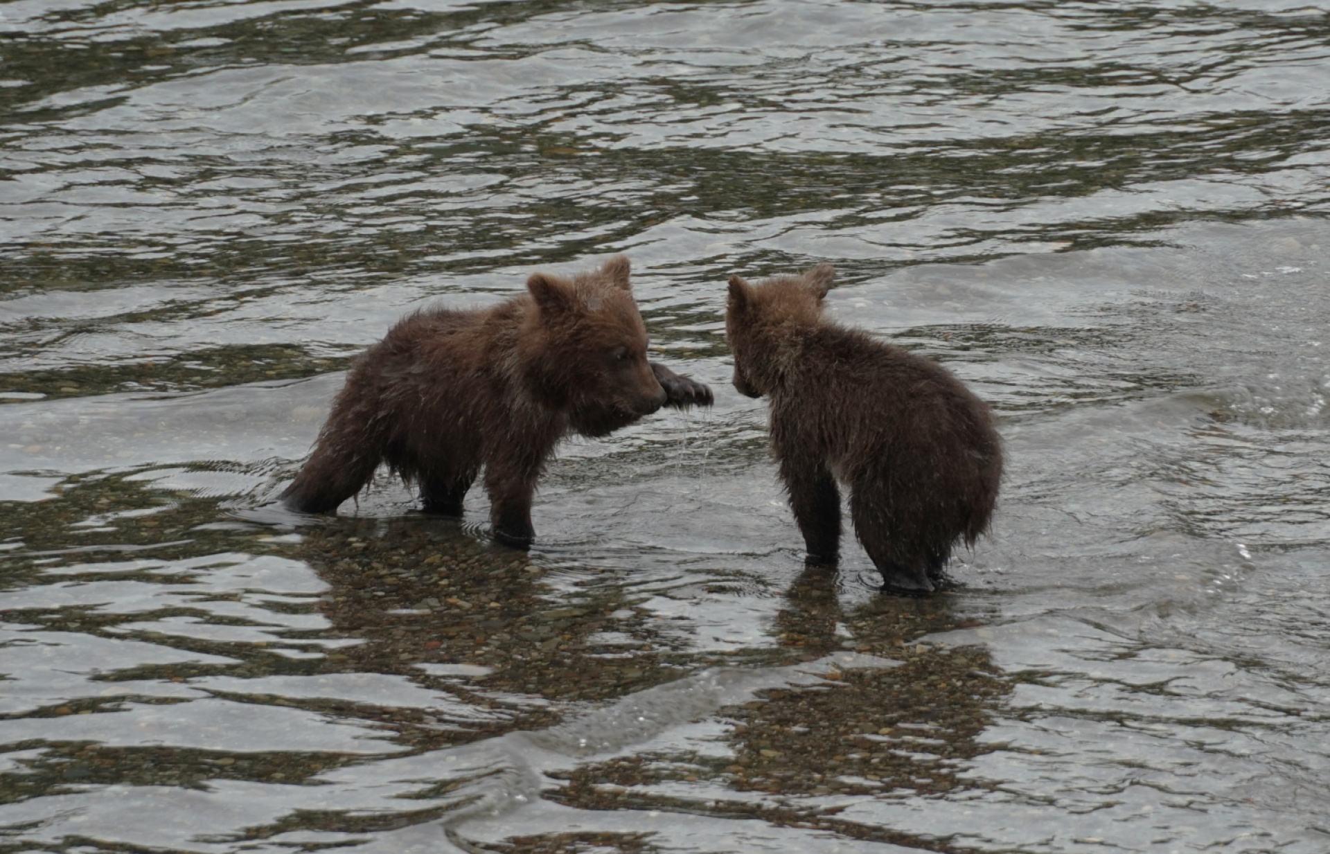 Κατμάι: Το παρθένο βασίλειο της «παχιάς αρκούδας»  