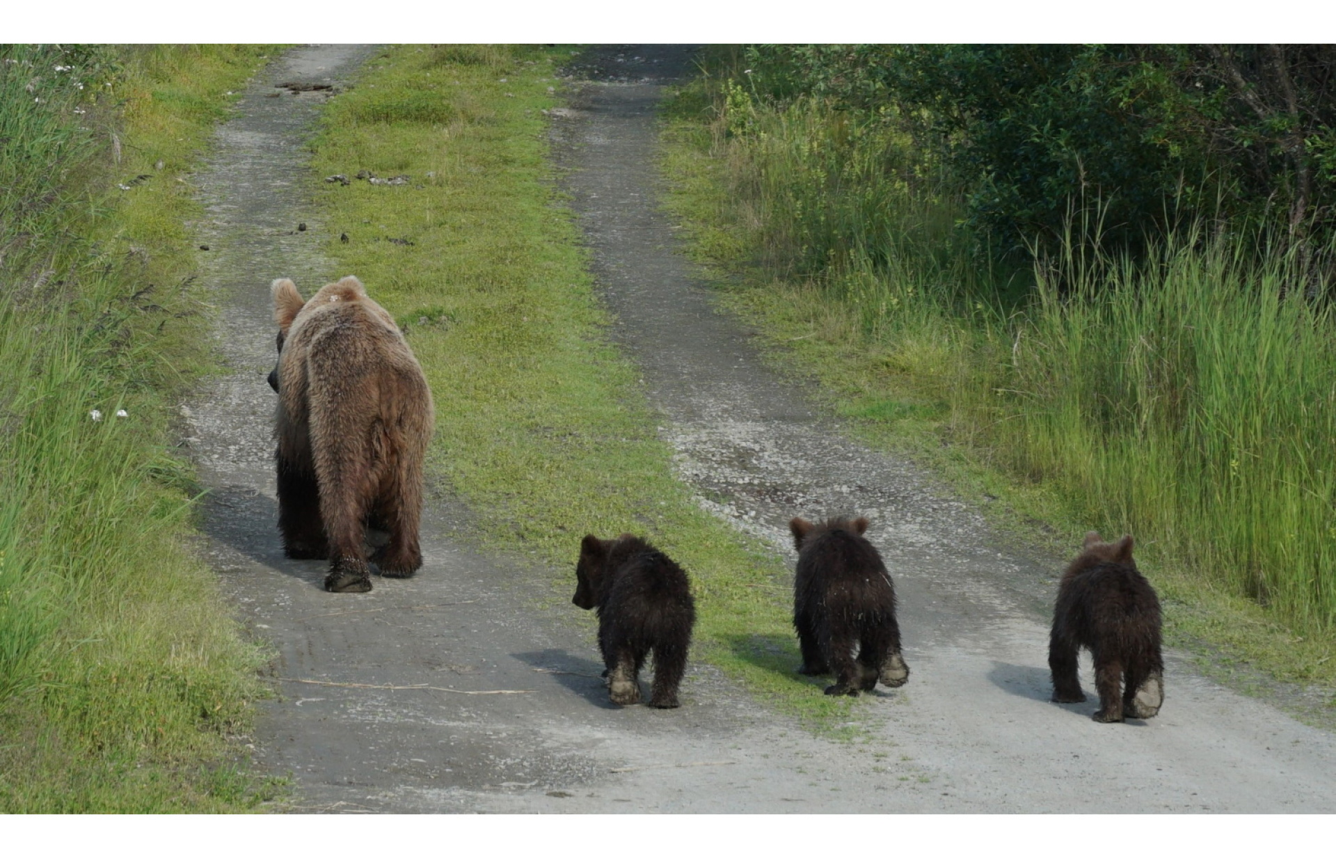 Κατμάι: Το παρθένο βασίλειο της «παχιάς αρκούδας»  