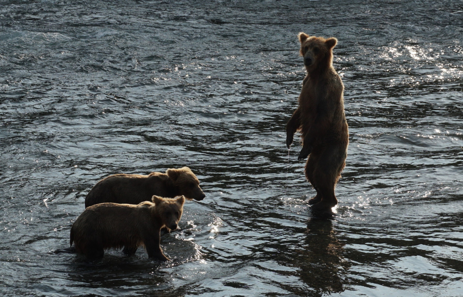 Κατμάι: Το παρθένο βασίλειο της «παχιάς αρκούδας»  