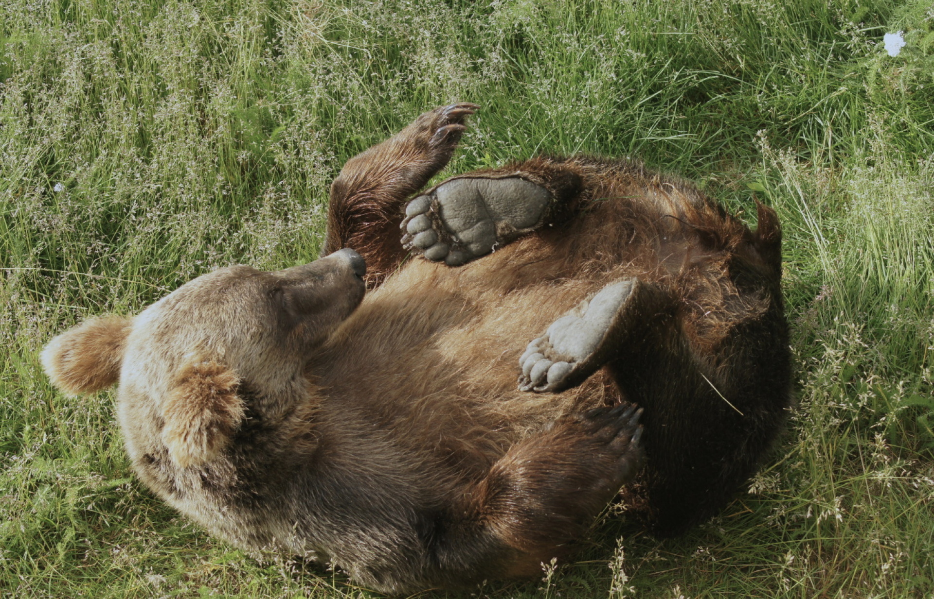 Κατμάι: Το παρθένο βασίλειο της «παχιάς αρκούδας»  