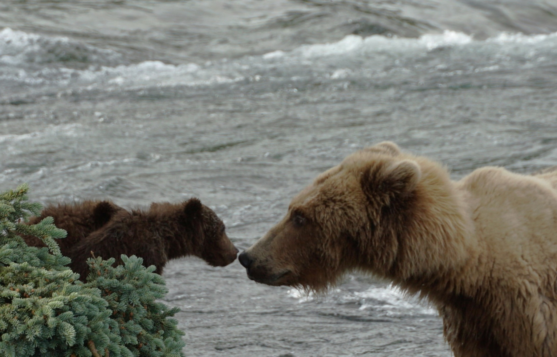Κατμάι: Το παρθένο βασίλειο της «παχιάς αρκούδας»  
