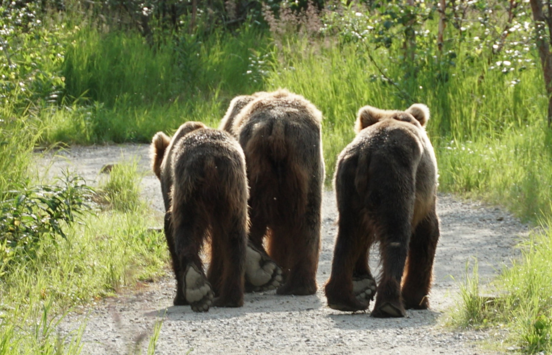 Κατμάι: Το παρθένο βασίλειο της «παχιάς αρκούδας»  