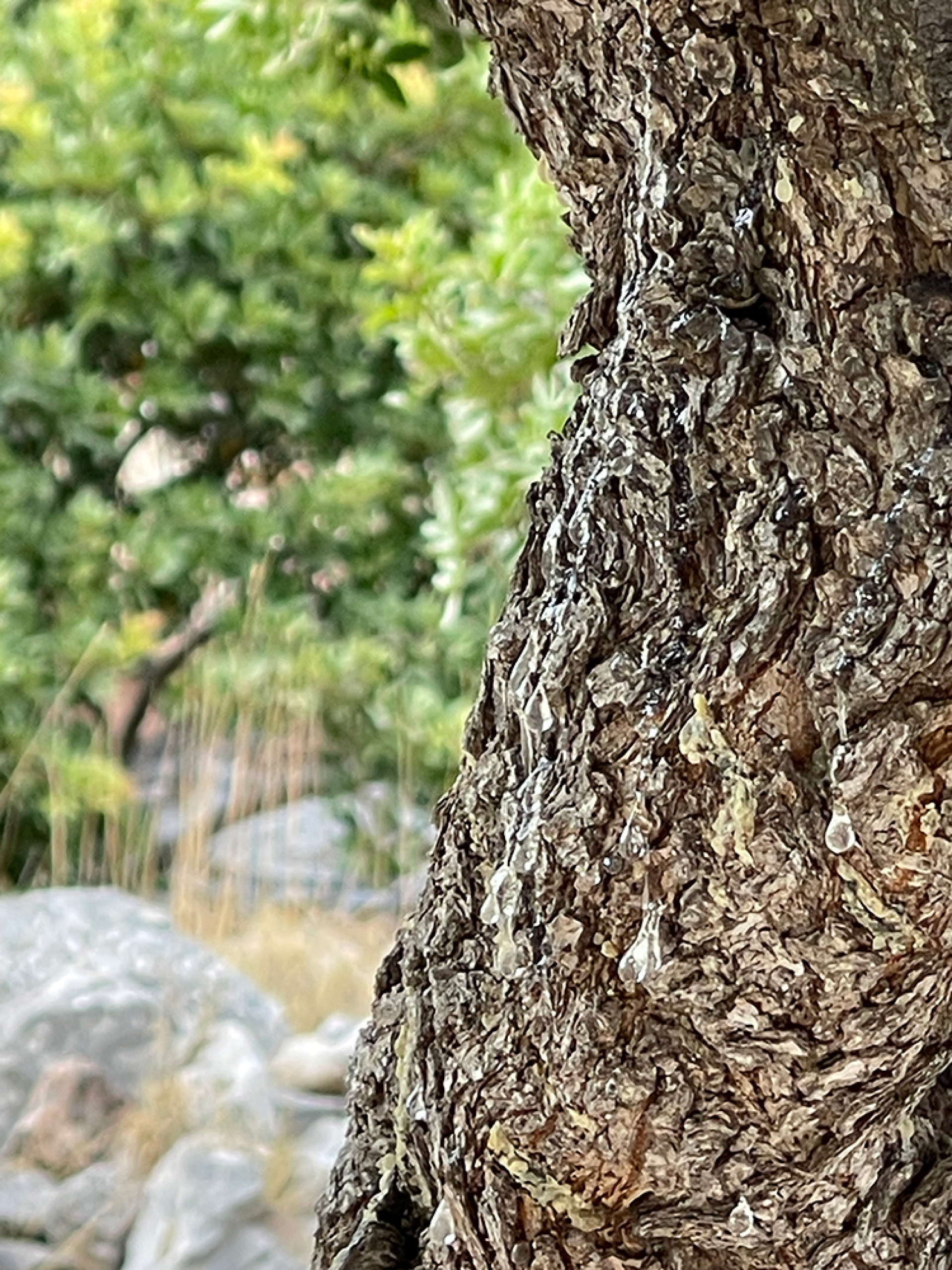 Μαστιχόδεντρα