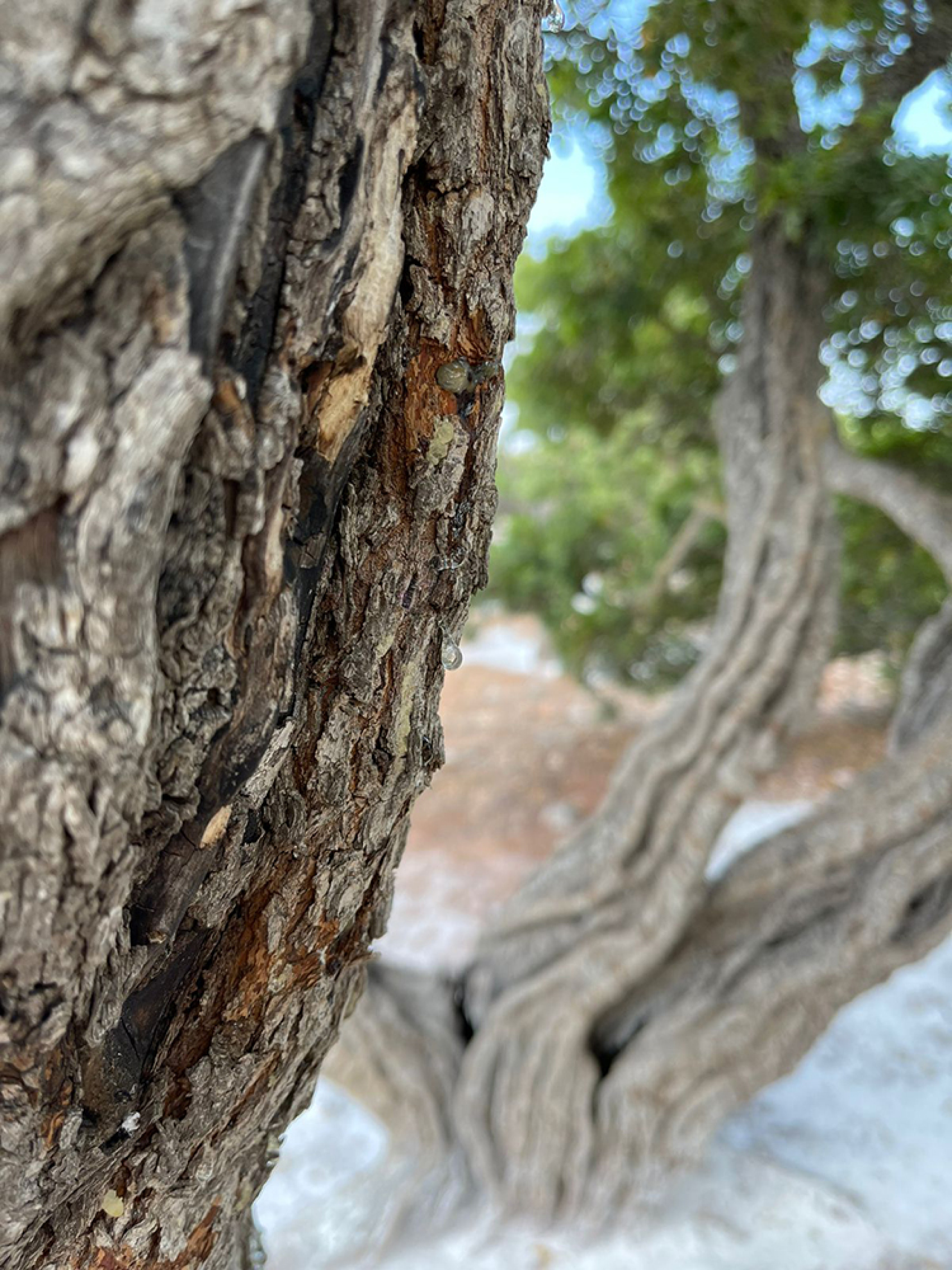 Μαστιχόδεντρα