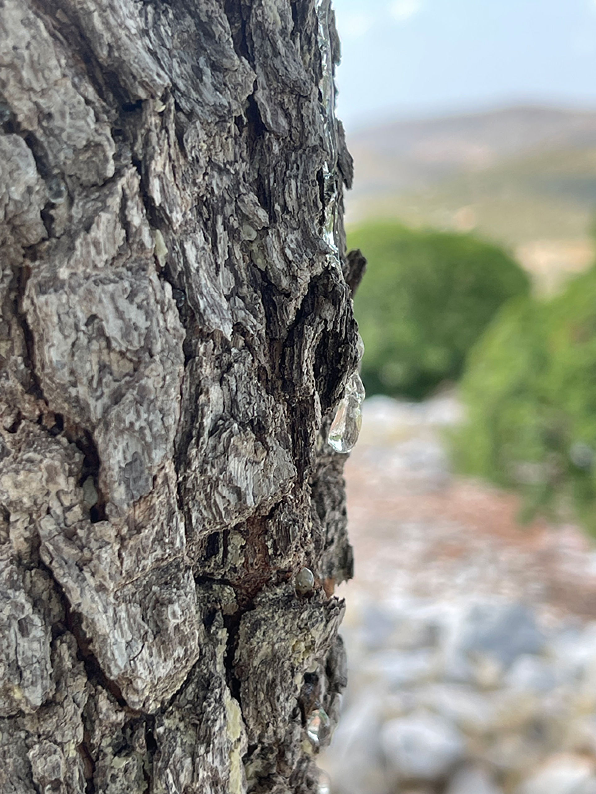 Μαστιχόδεντρα