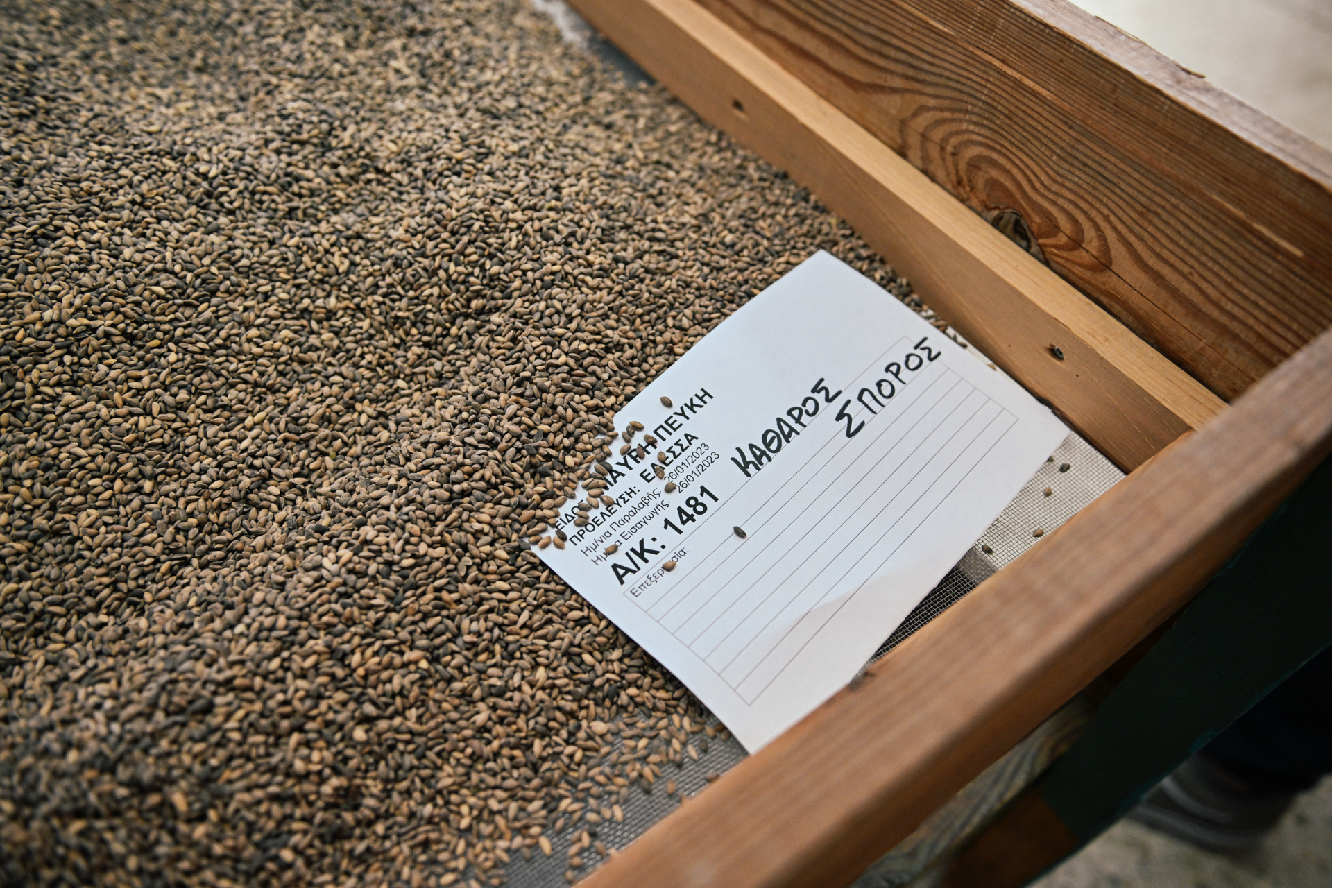 φυτώριο αμυγδαλέζα motor oil