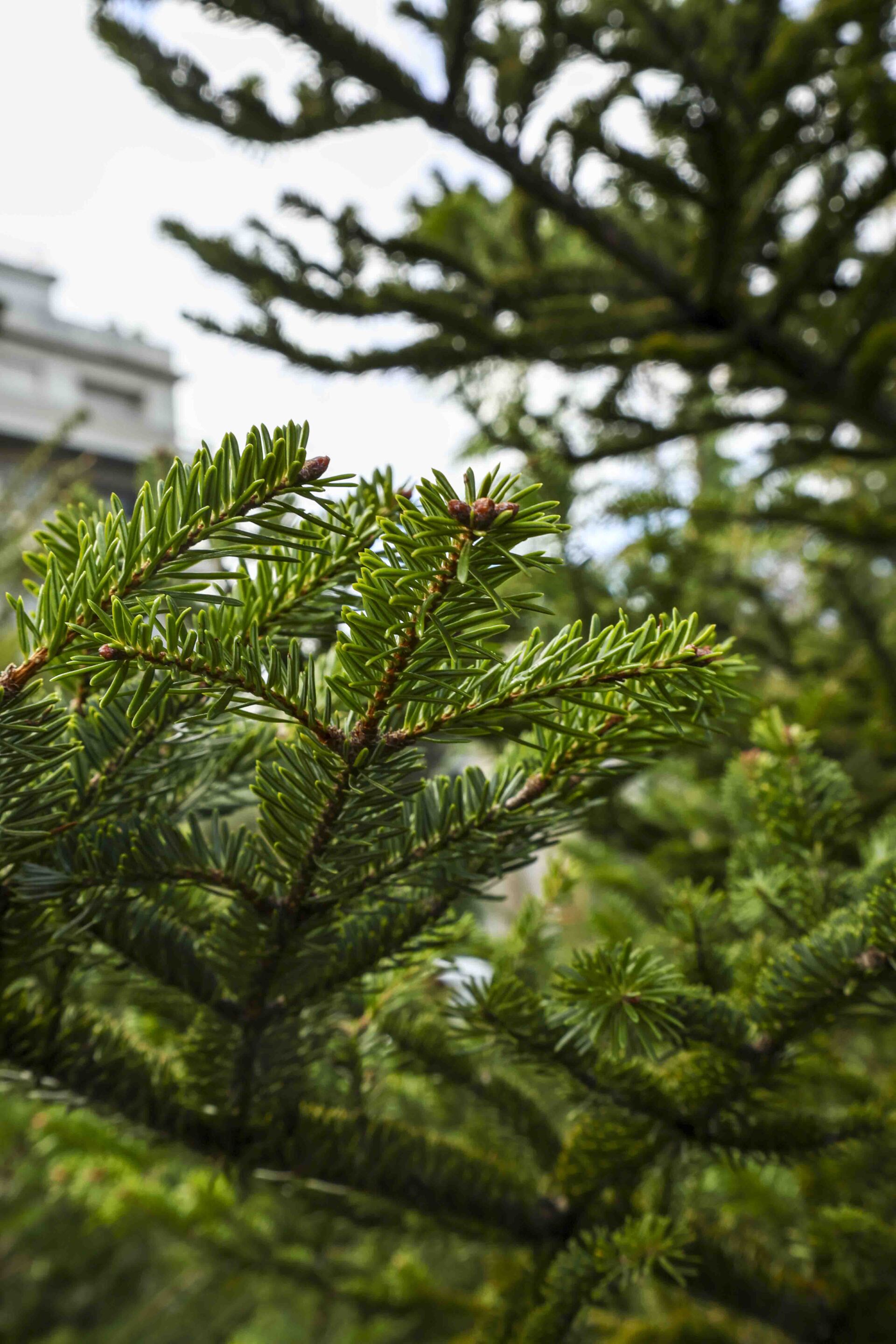 Έλατα στο Πεδίον του Άρεως