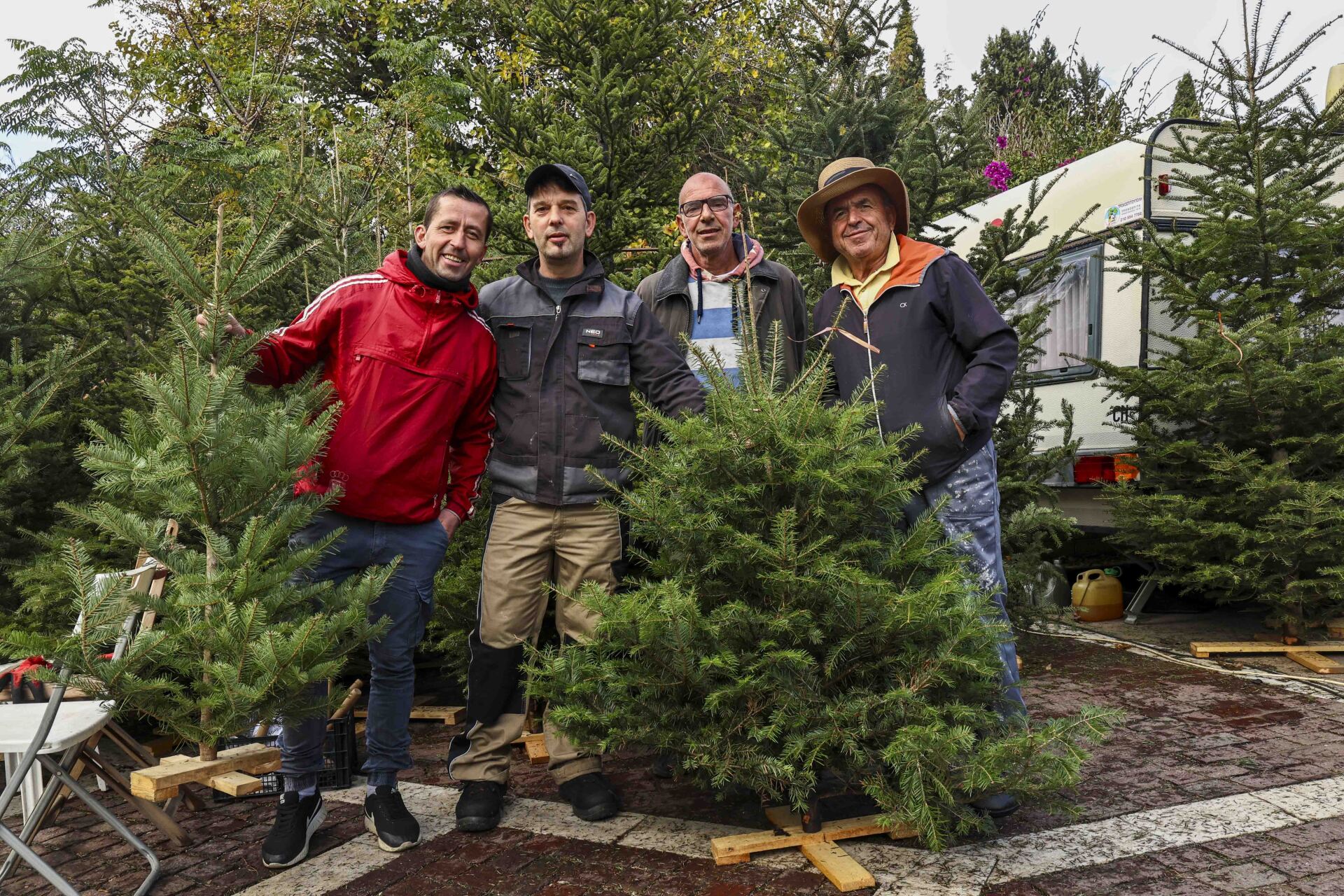 Ελατοπαραγωγοί