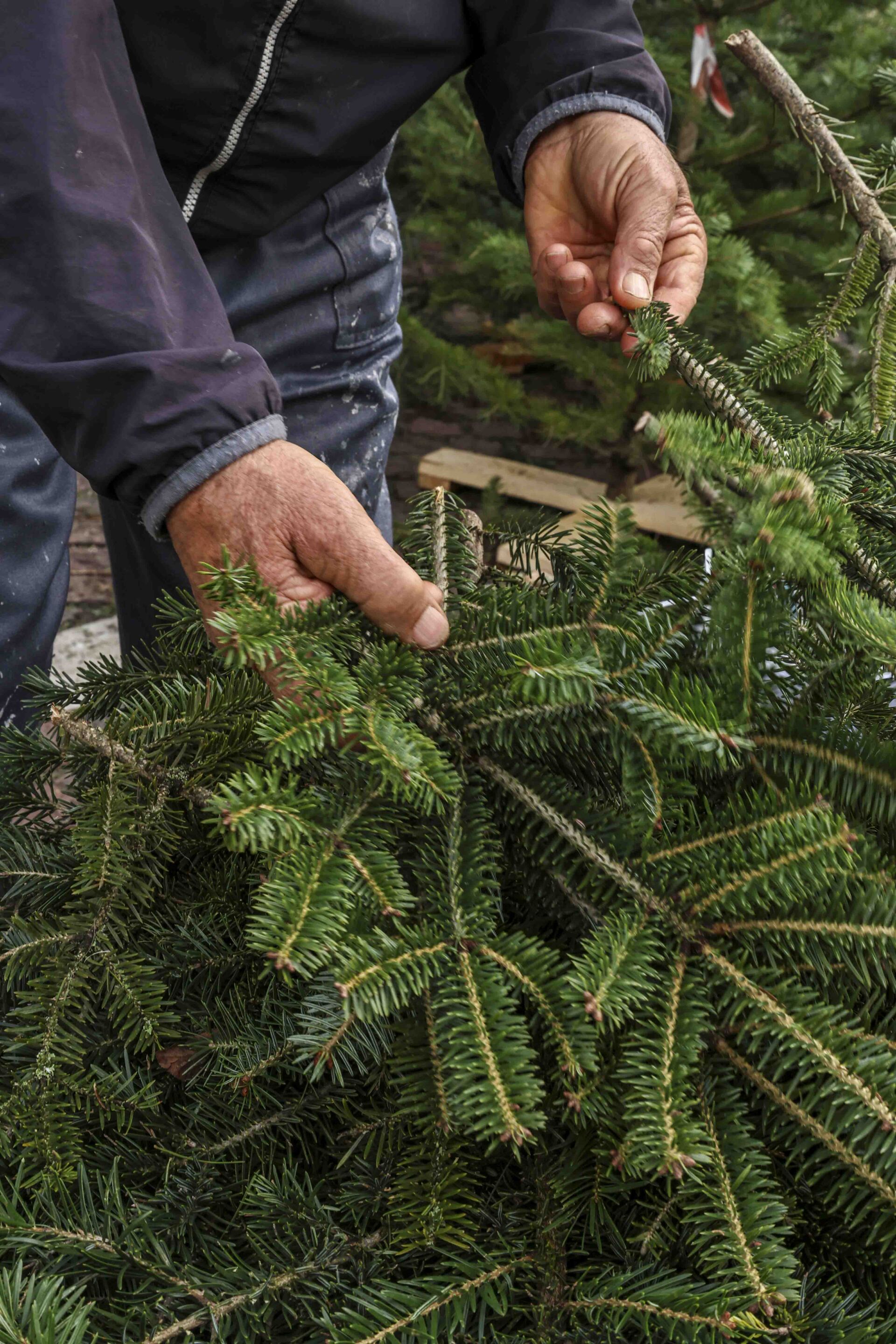 Έλατα στο Πεδίον του Άρεως