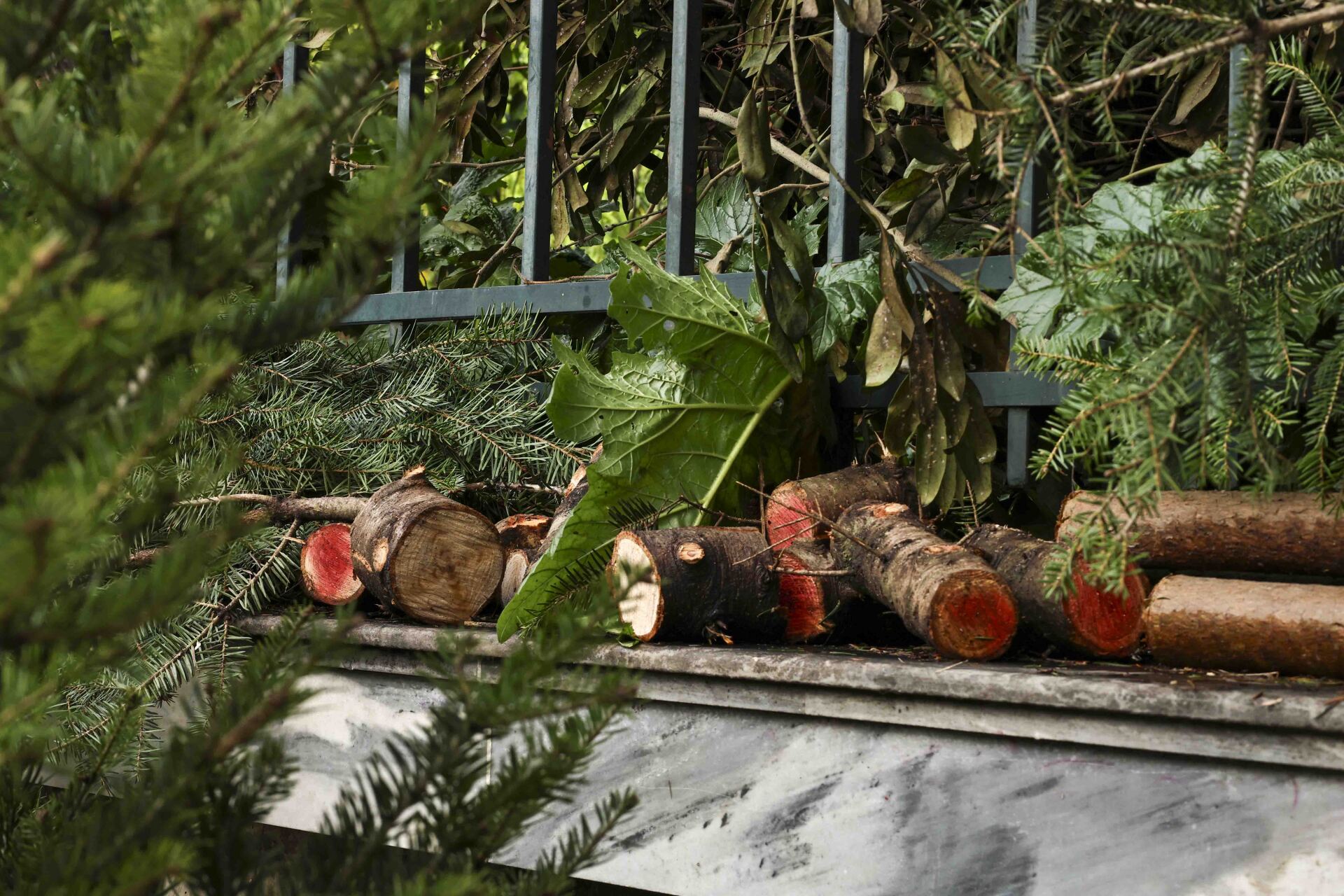 Έλατα στο Πεδίον του Άρεως