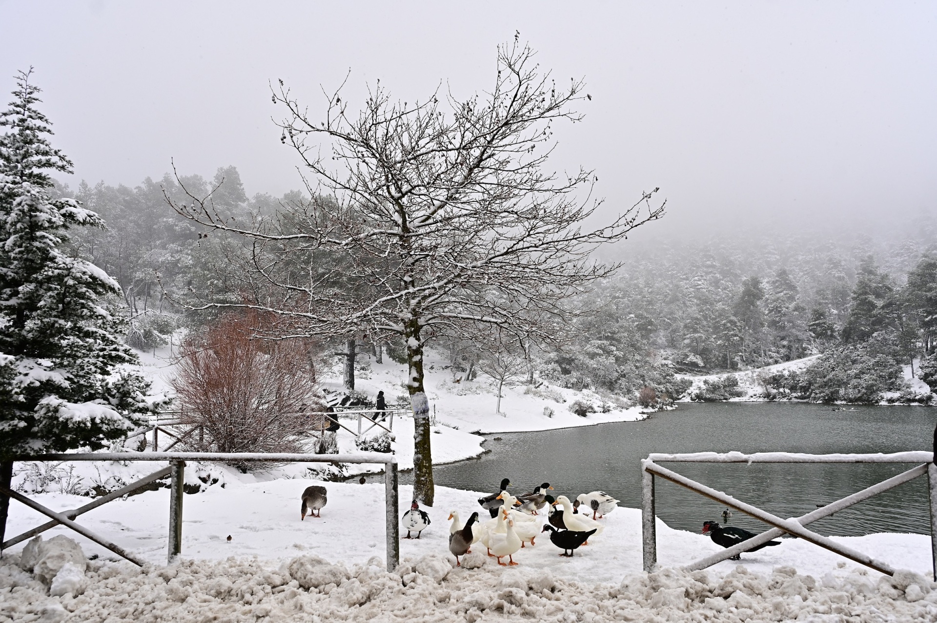 Κακοκαιρία Avgi: Το χιόνι σκέπασε περιοχές της Αττικής και της υπόλοιπης Ελλάδας - Παραμυθένια πλάνα κατέγραψε ο φακός των φωτογραφικών πρακτορείων. 