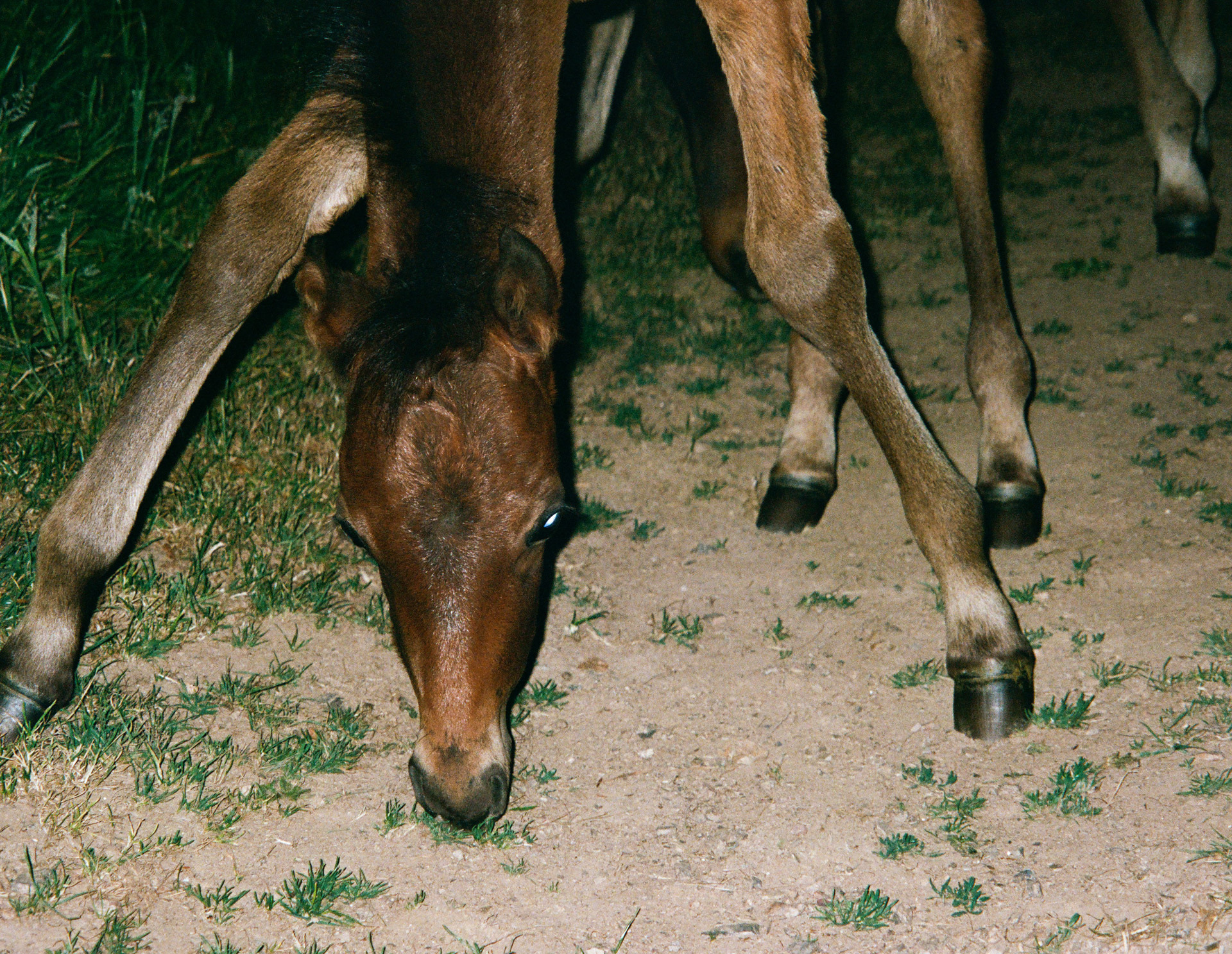 «This Is My Lifestyle»: Angus Scratch Green