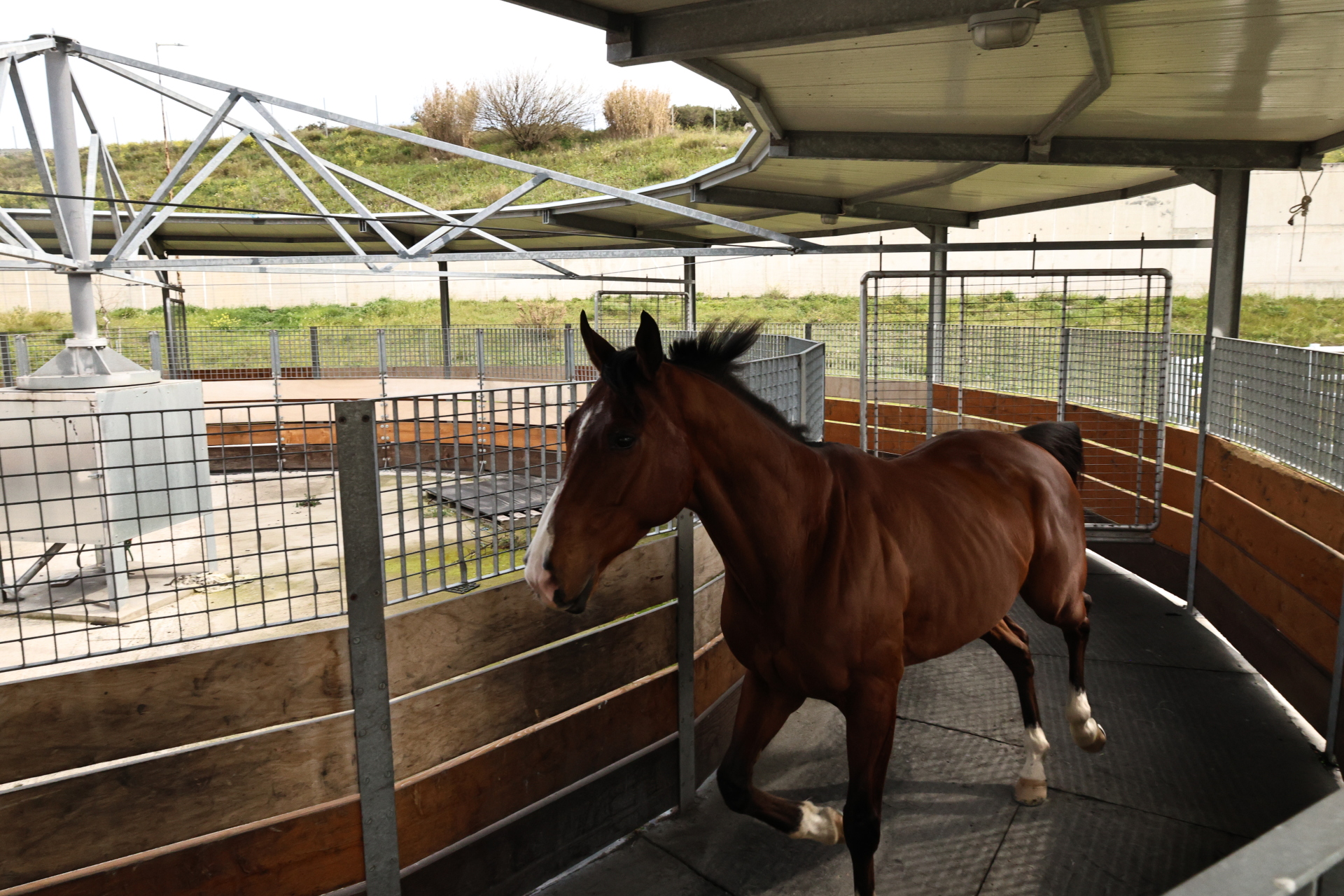 Άλογο Ιπποδρόμου
