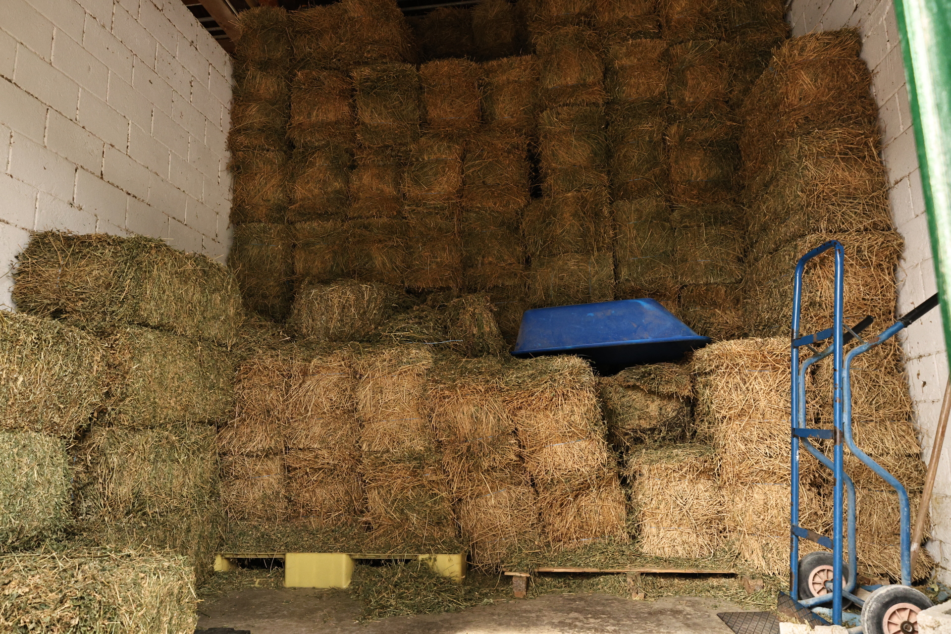 Η σίτηση των αλόγων στον Ιππόδρομο