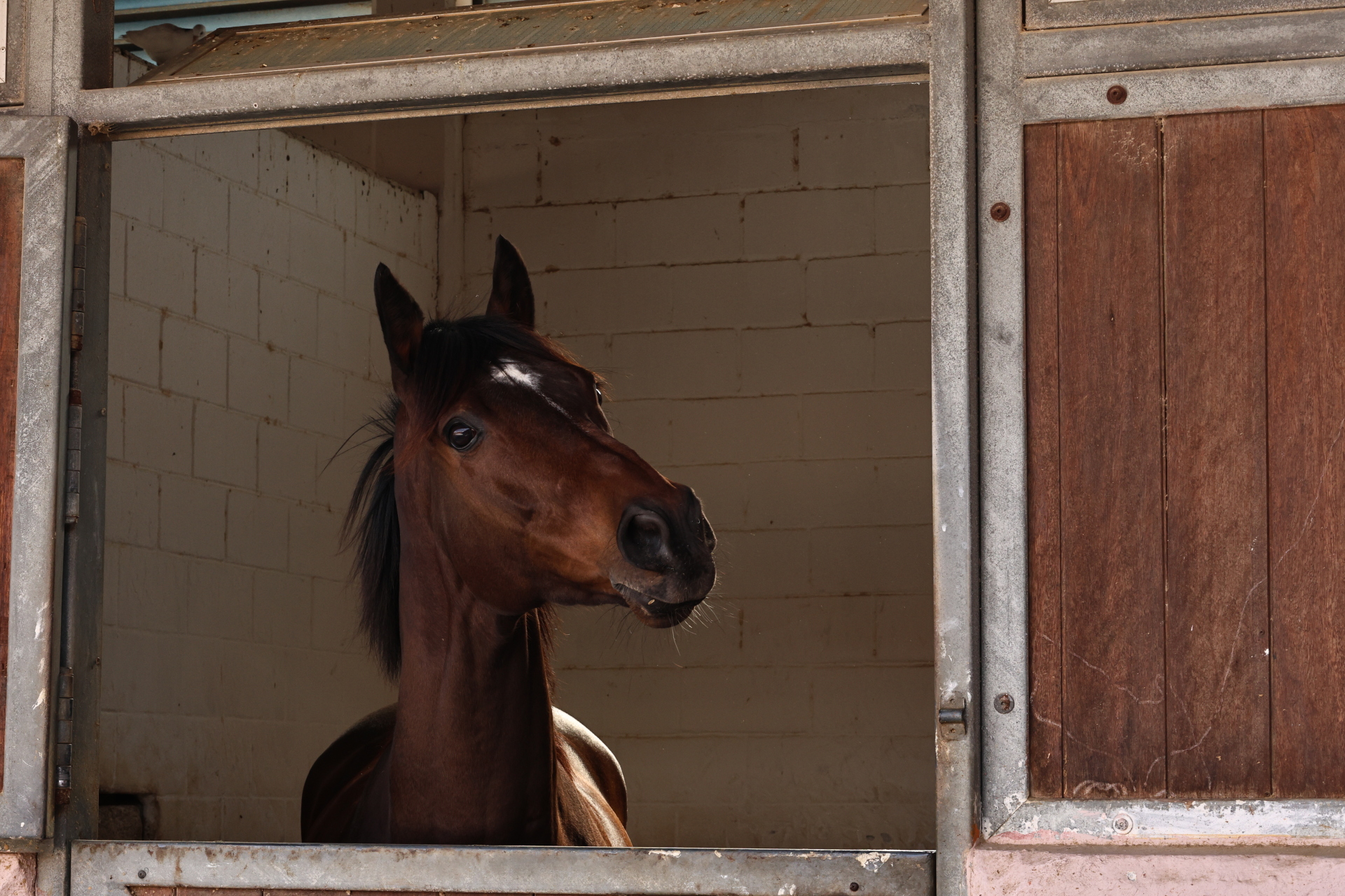 Άλογο Ιπποδρόμου