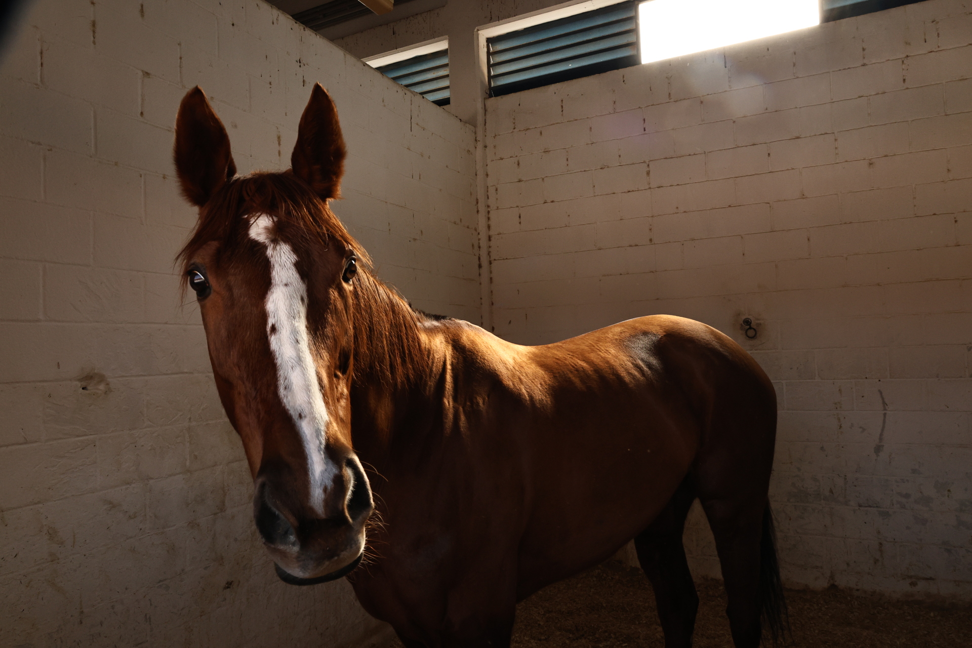 Αγωνιστικό άλογο