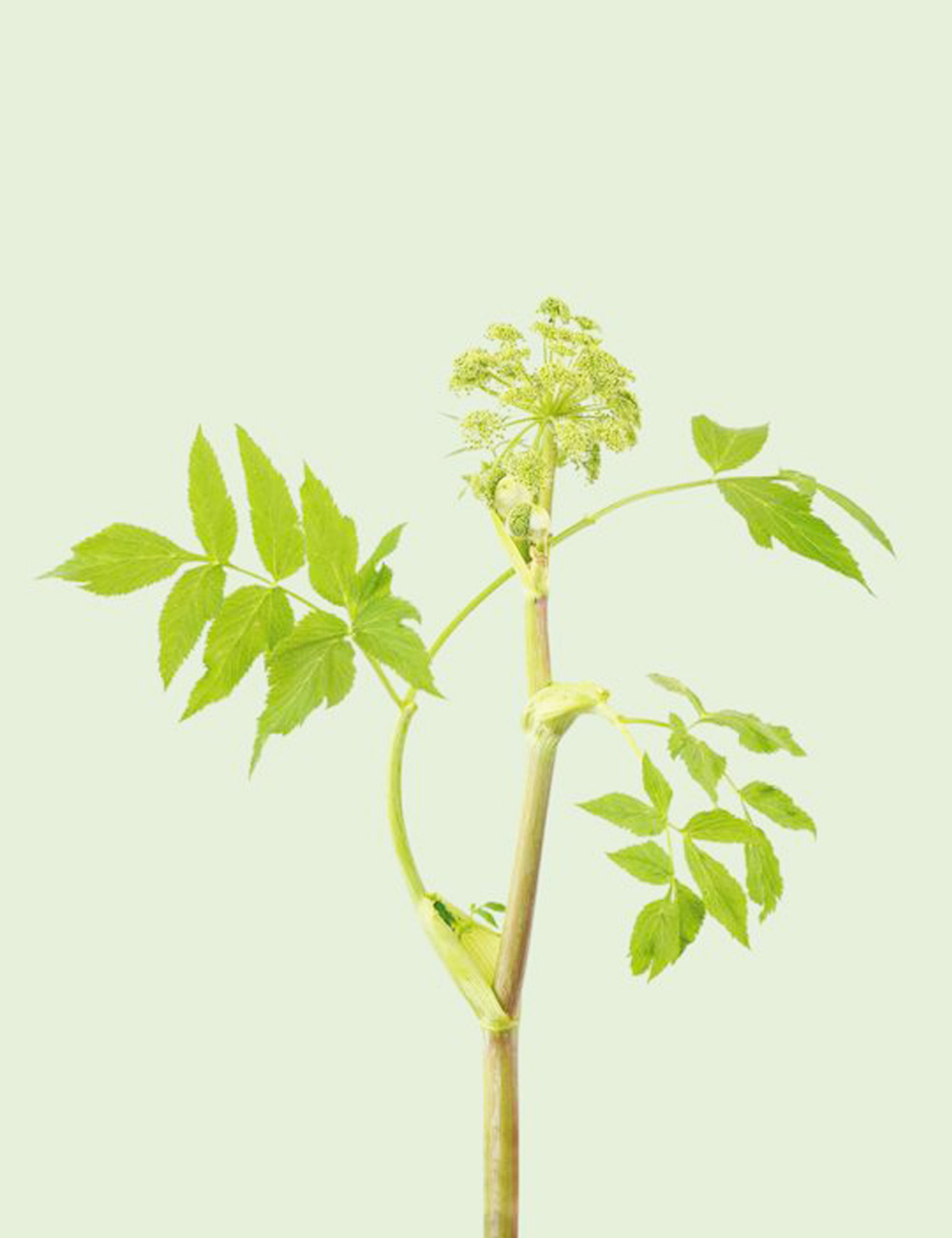 Federico Scarchilli - Ιταλία