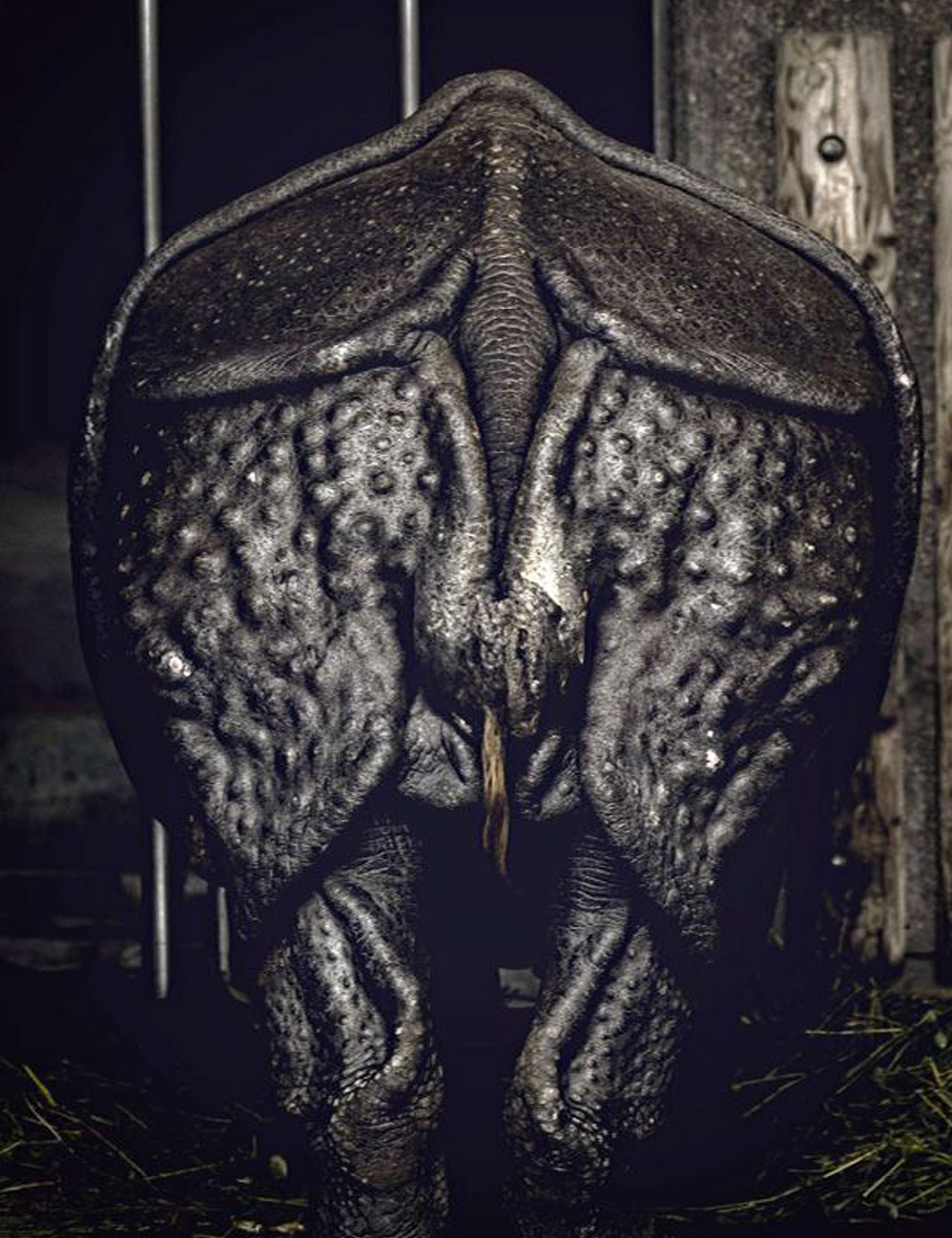 Haider Khan - Ινδία