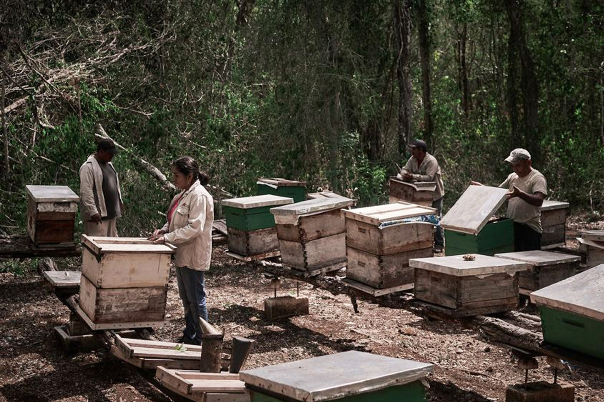 Mahé Elipe - Γαλλία