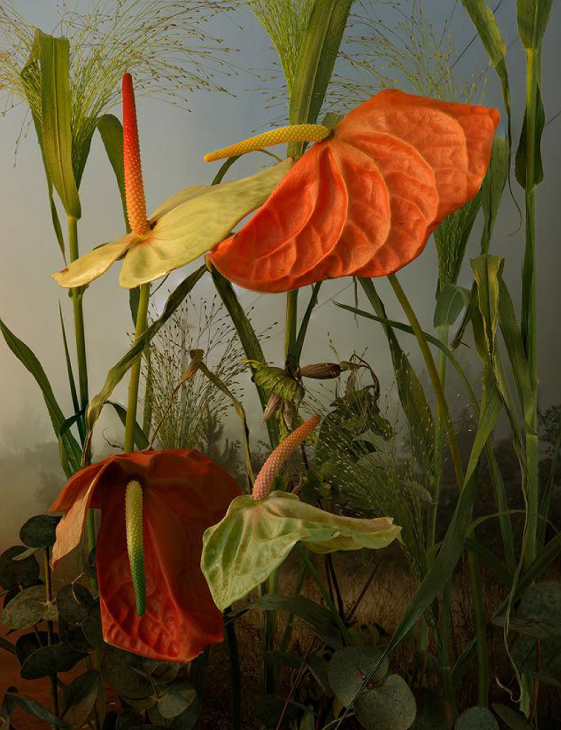 Tine Poppe - Νορβηγία